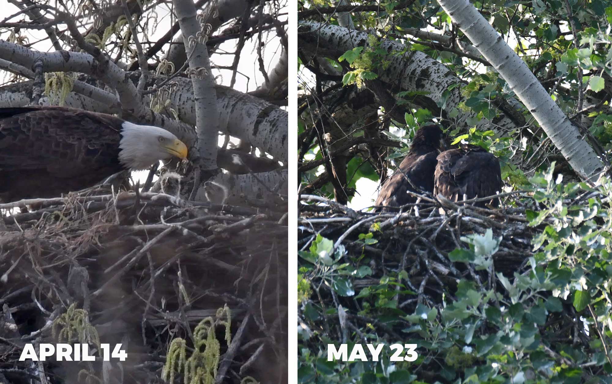 Two eaglets sit in their nest