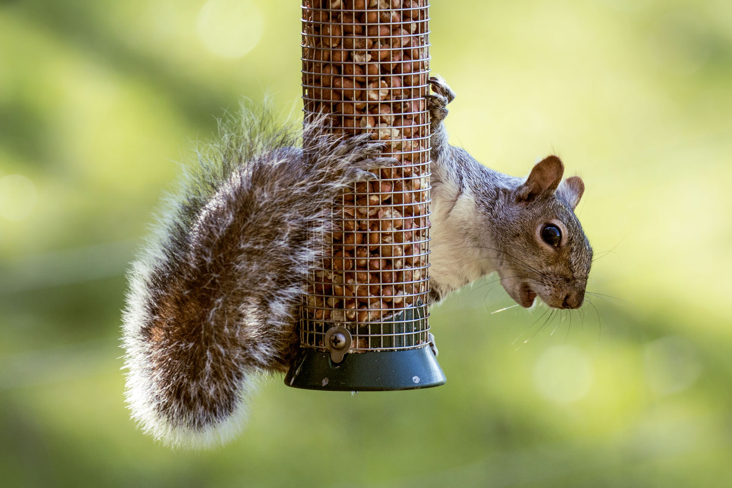 A squirrel hanging from a feeder