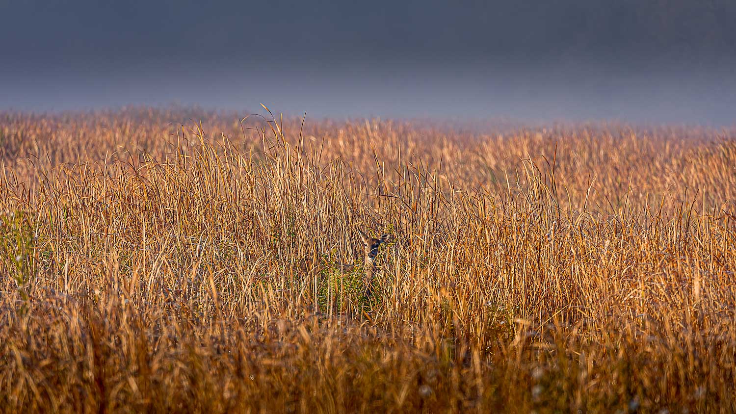 A deer hiding in tall prairie grasses.