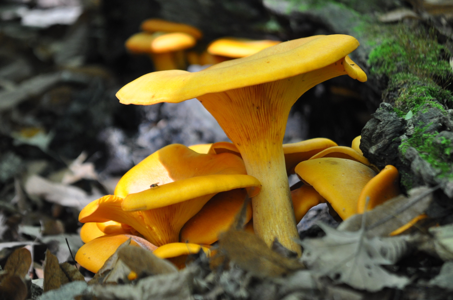 Jack-o'-lantern mushrooms growing on the ground.