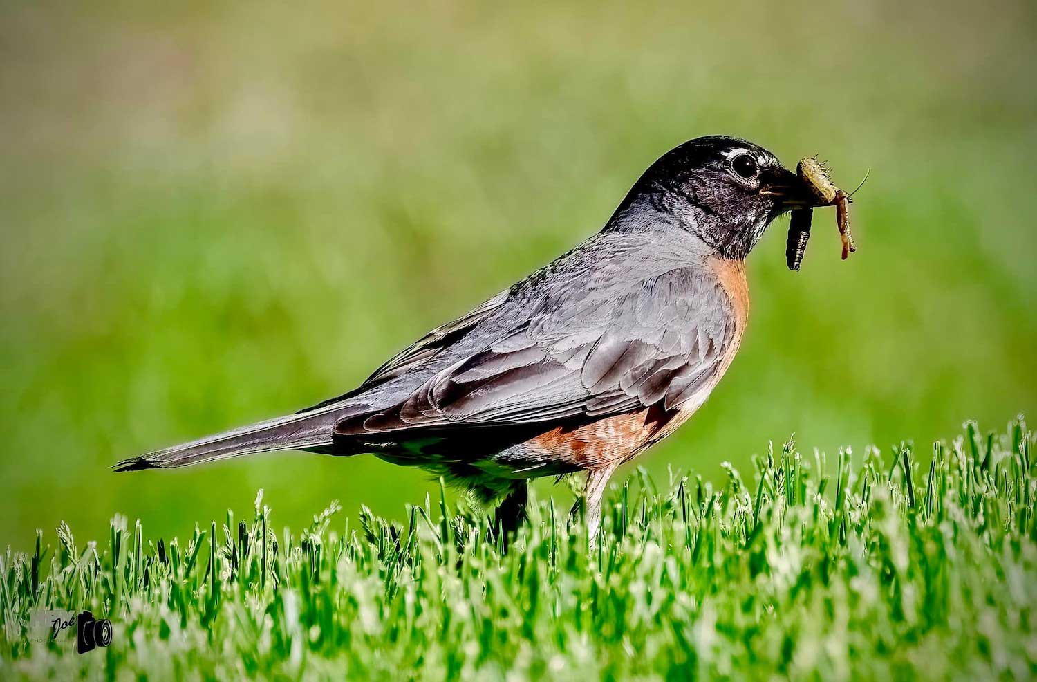 A robin standing in grass with an earthworm in its mouth.