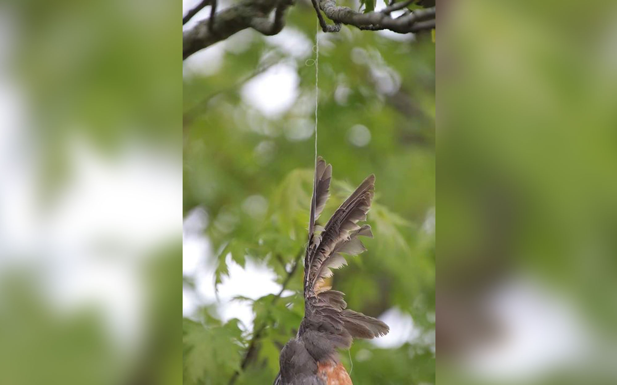 Dead robin hanging from fishing line