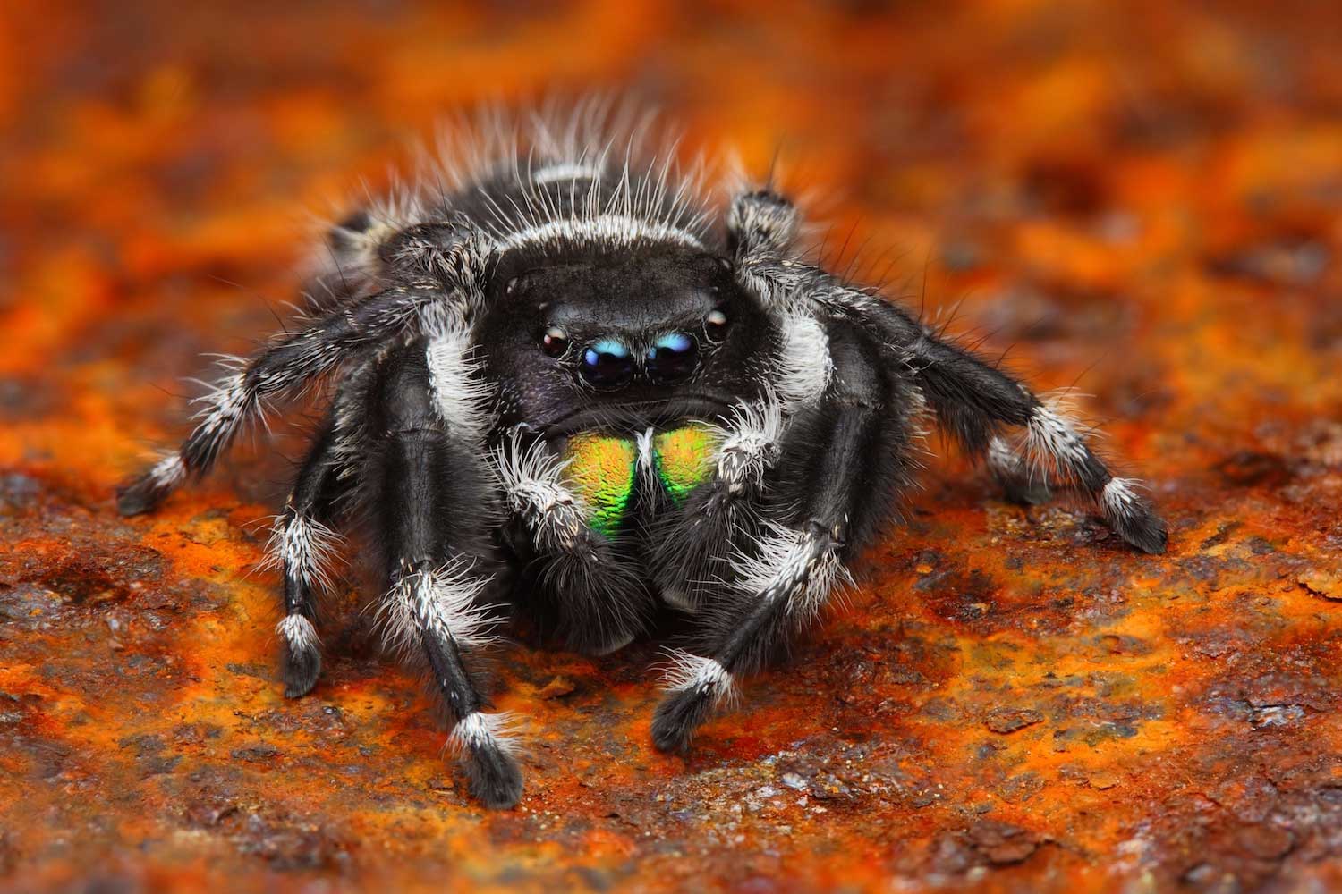 A fuzzy black and white spider.