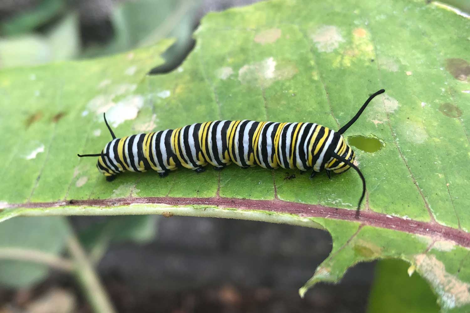 Monarch caterpillar on a leaf.