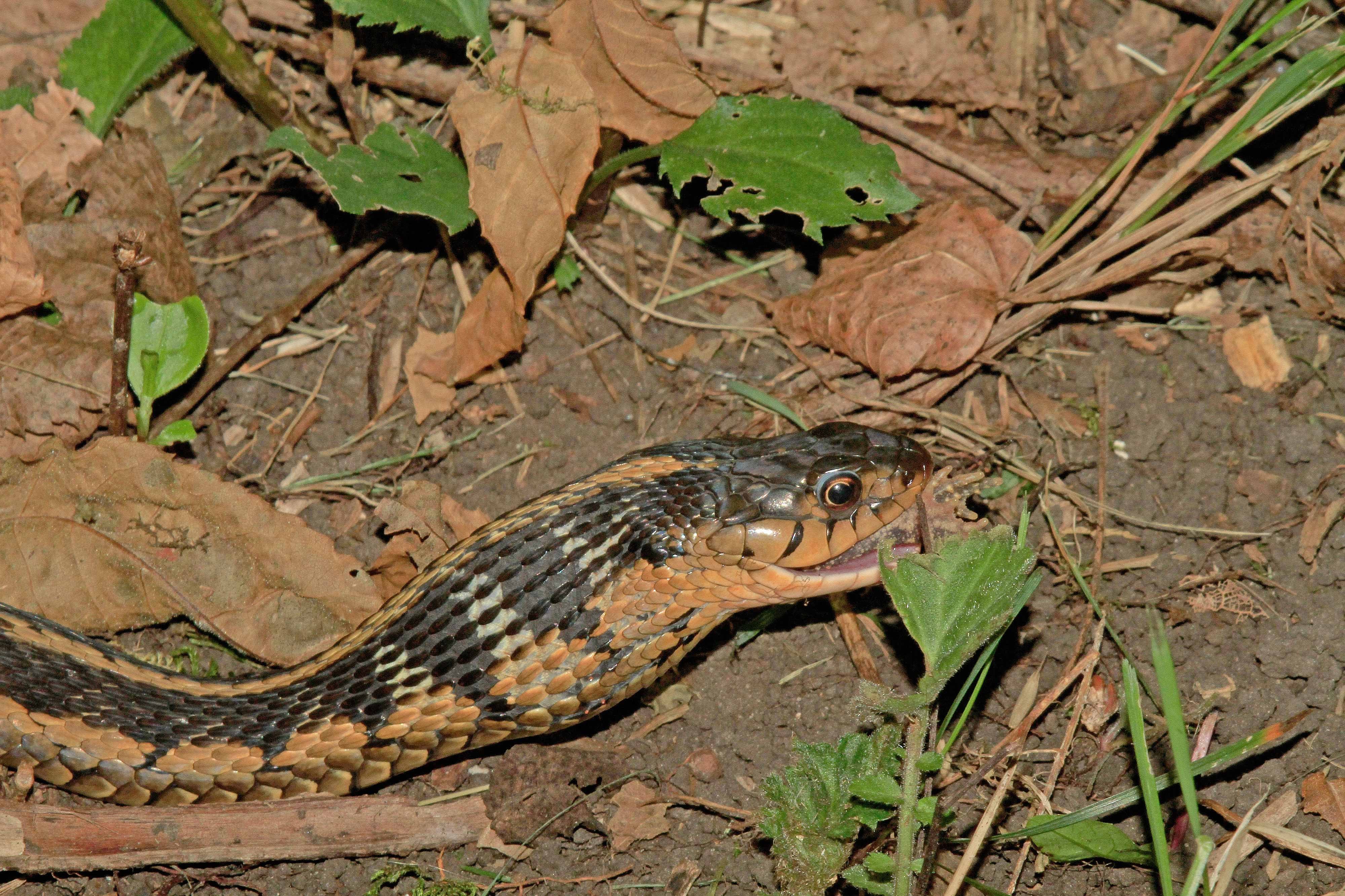 Garter snake with its swallowed prey. 