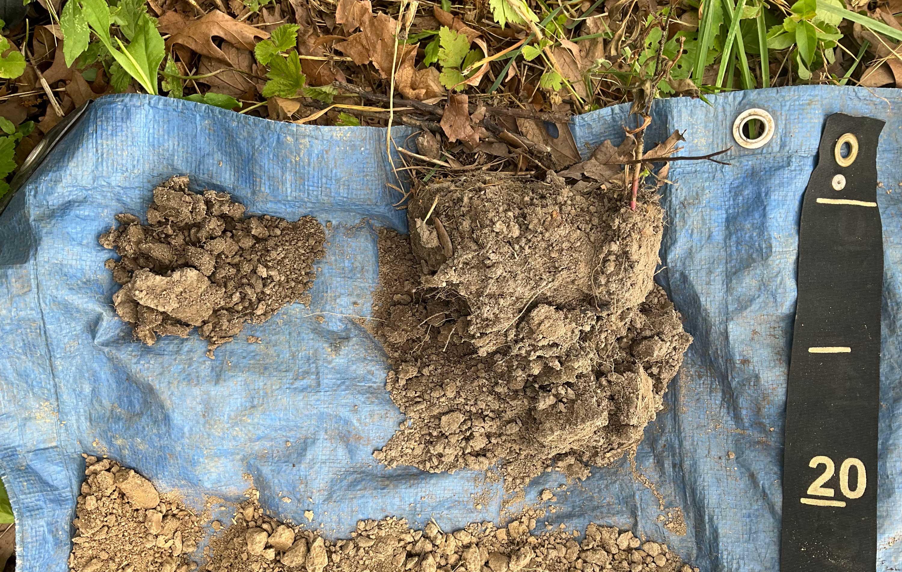 A soil sample.