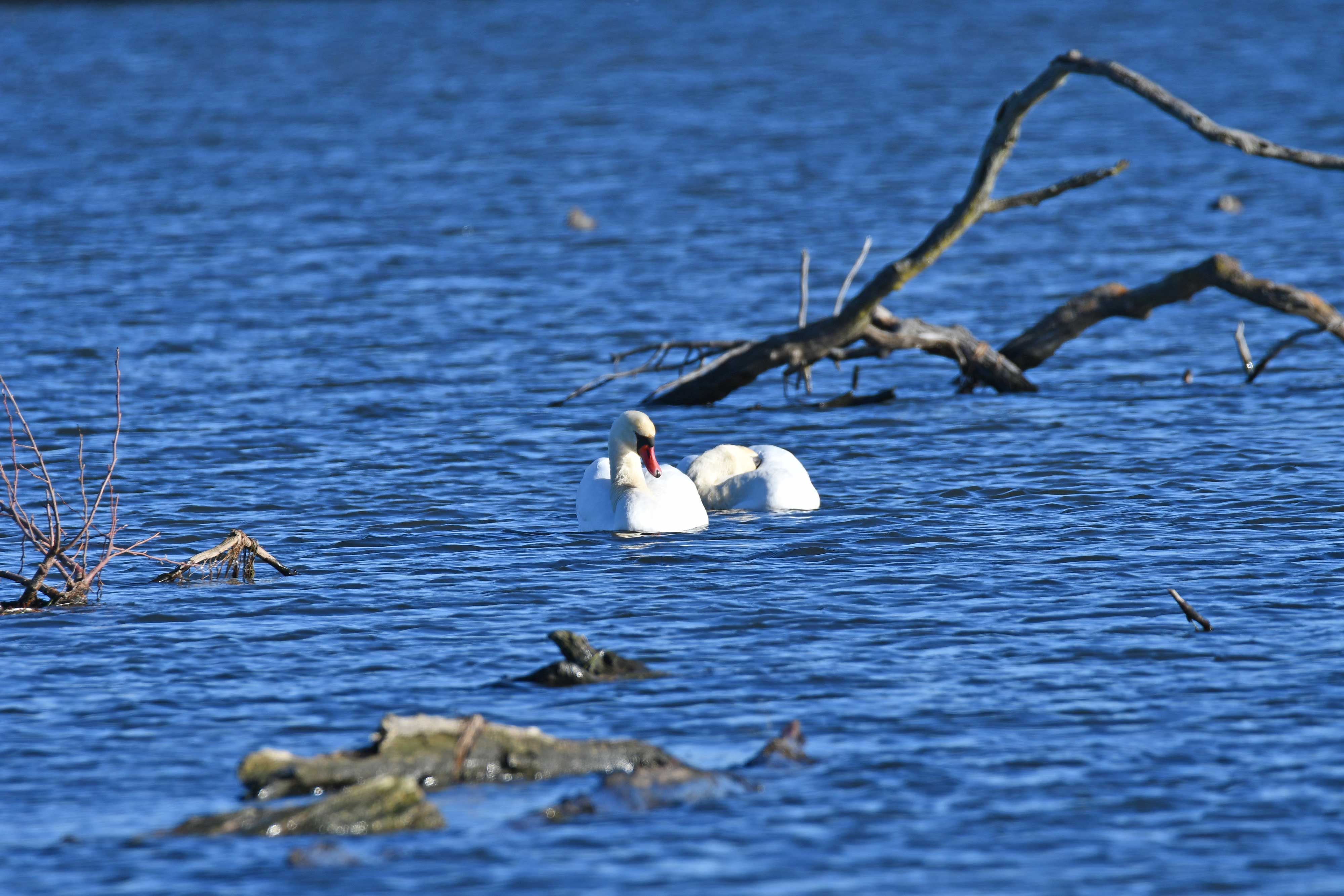 A mute swan floating on water