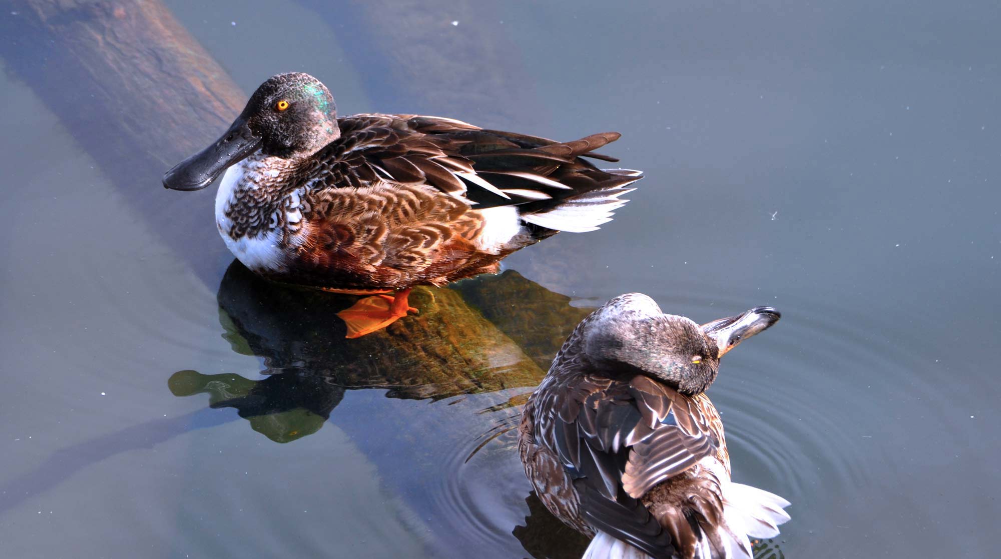 Northern shoveler ducks on a log in the water.