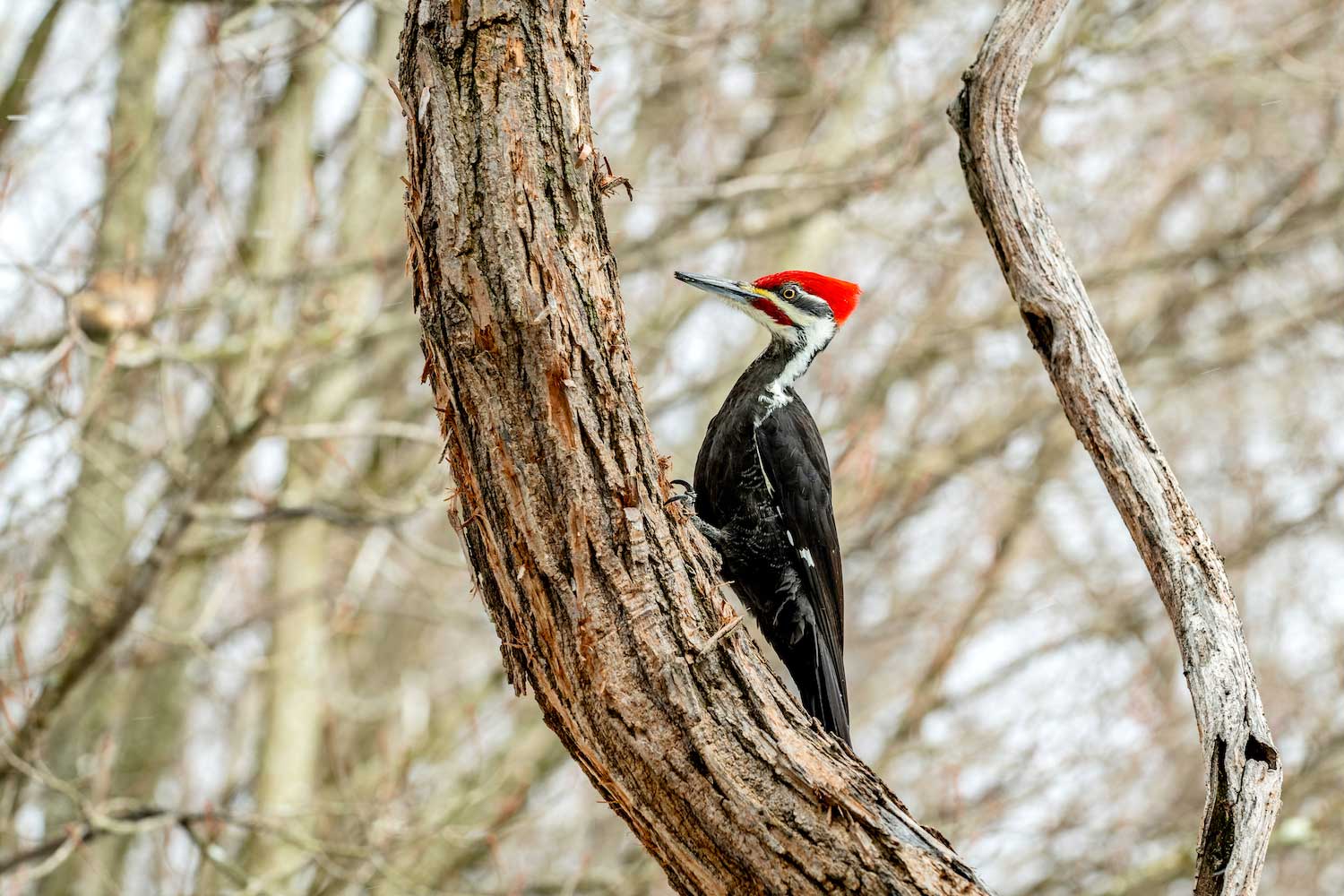 A pileated woodpecker on the trunk of a bare tree.