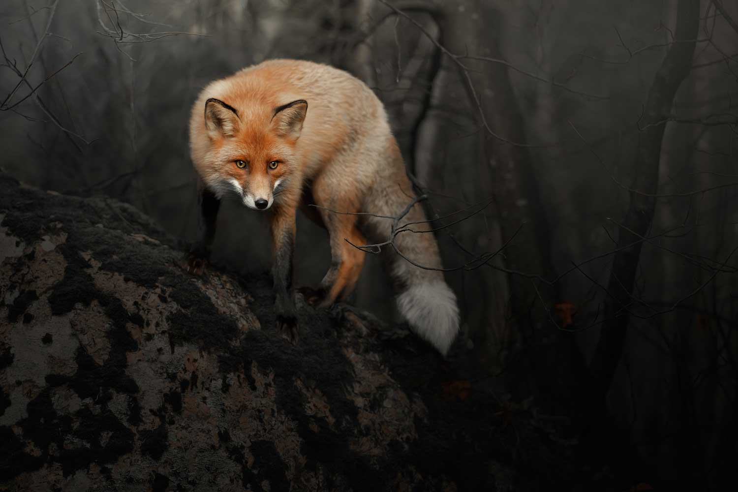 A red fox standing on a large rock in the dark.