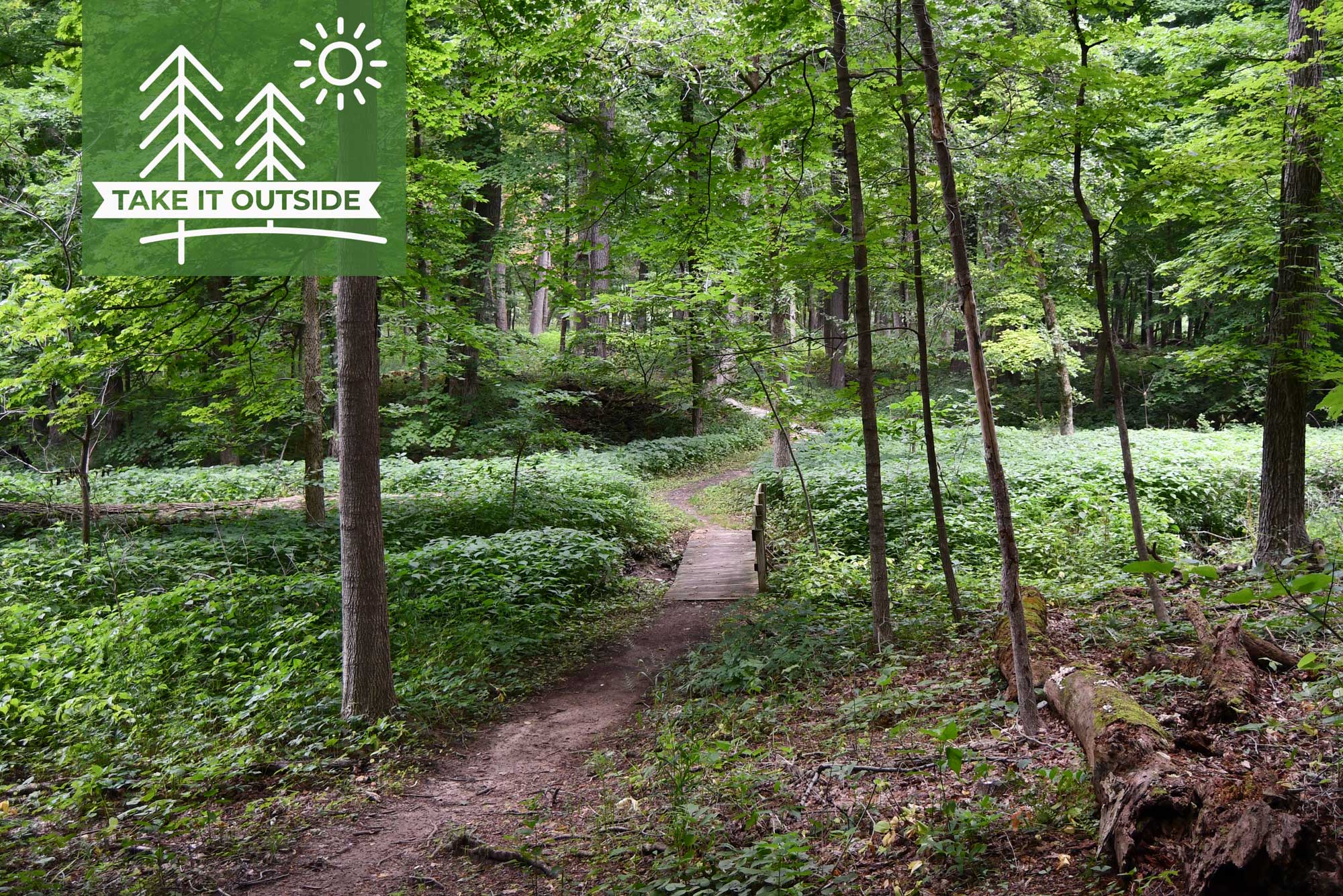 A natural surface trail in a forest.