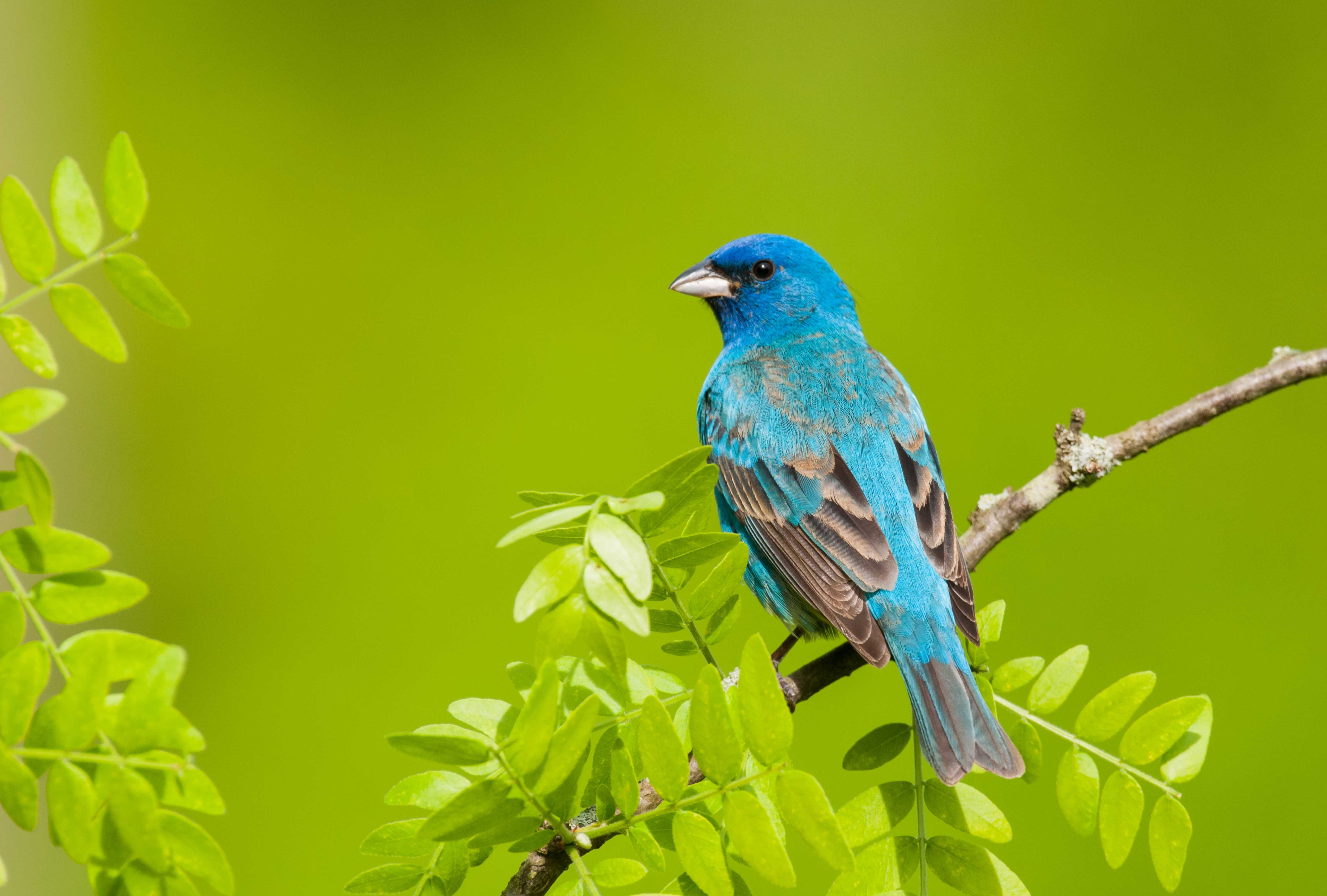 Male indigo bunting perched in sunlight on a branch surrounded by green leaves, showing deep blue plumage that stands out against the foliage.