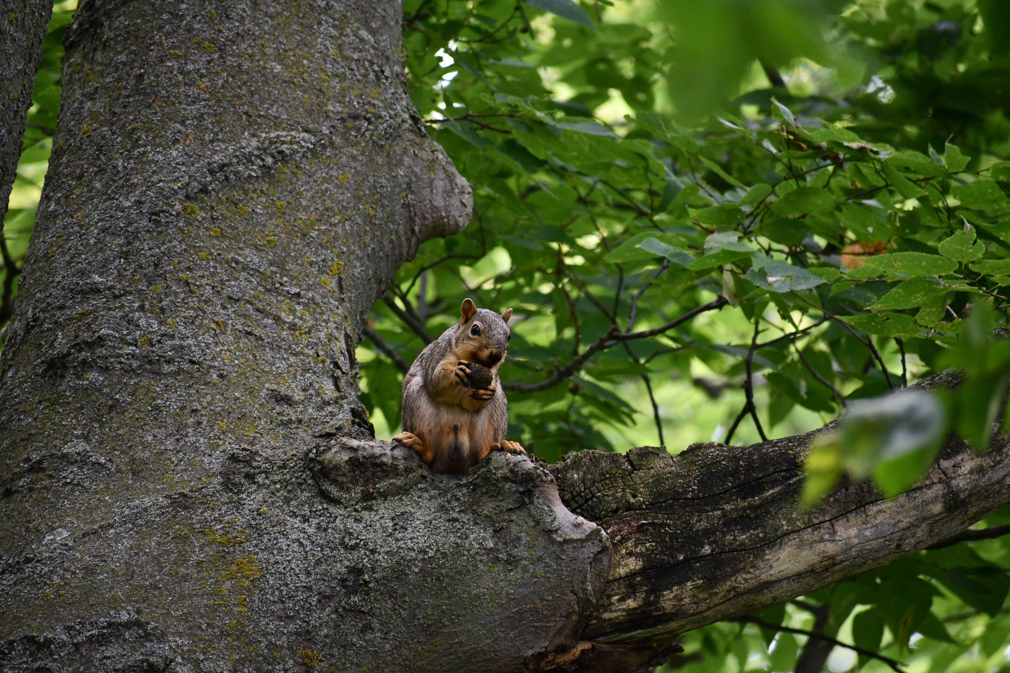 A fox squirrel eating a nut in a tree.