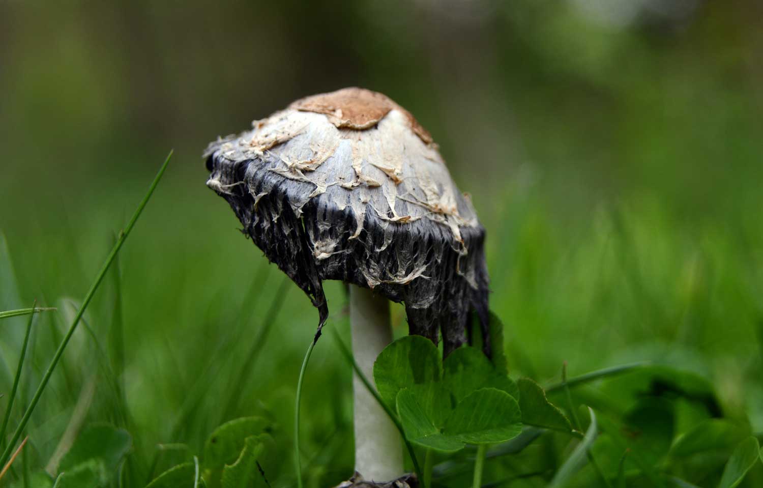 A shaggy mane mushroom growing in grass.