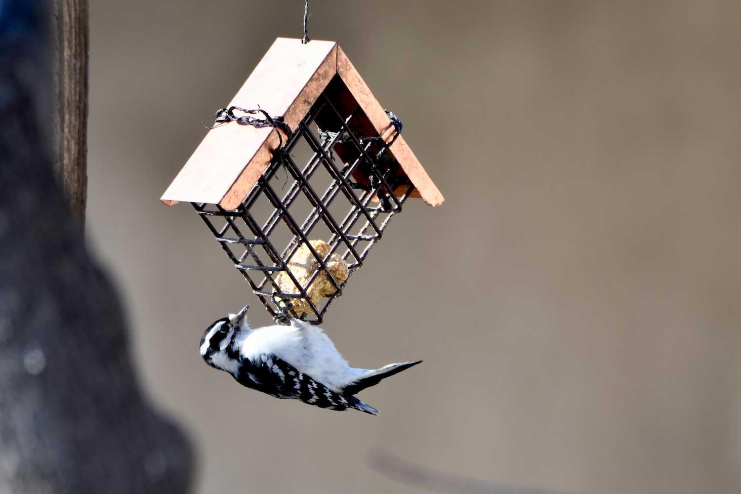 A downy woodpecker hanging upside down from a suet feeder. 
