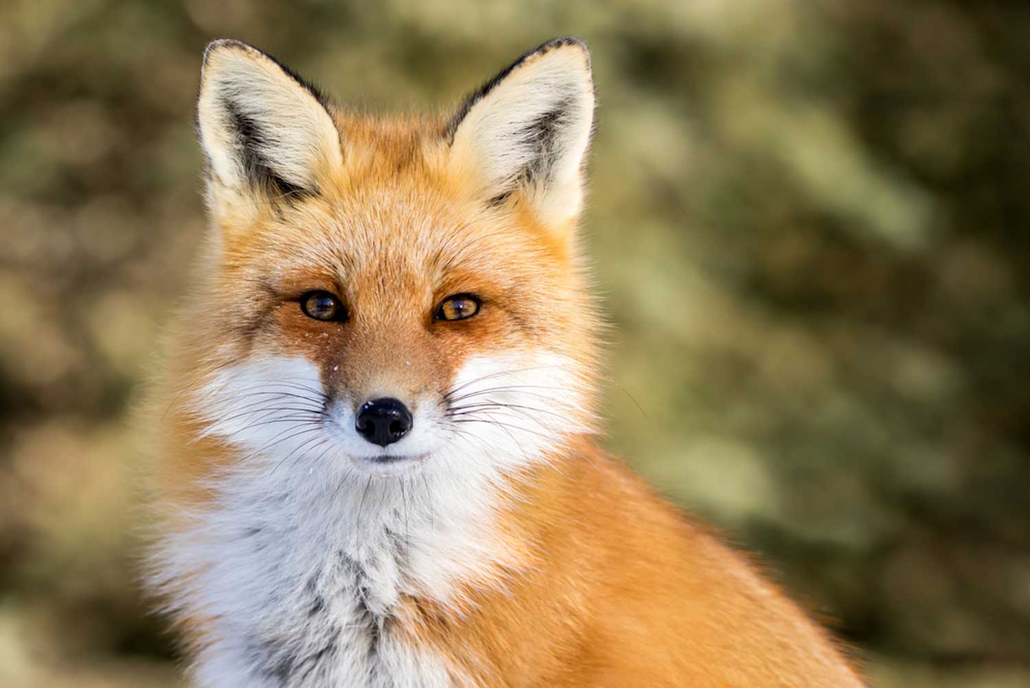 A red fox.
