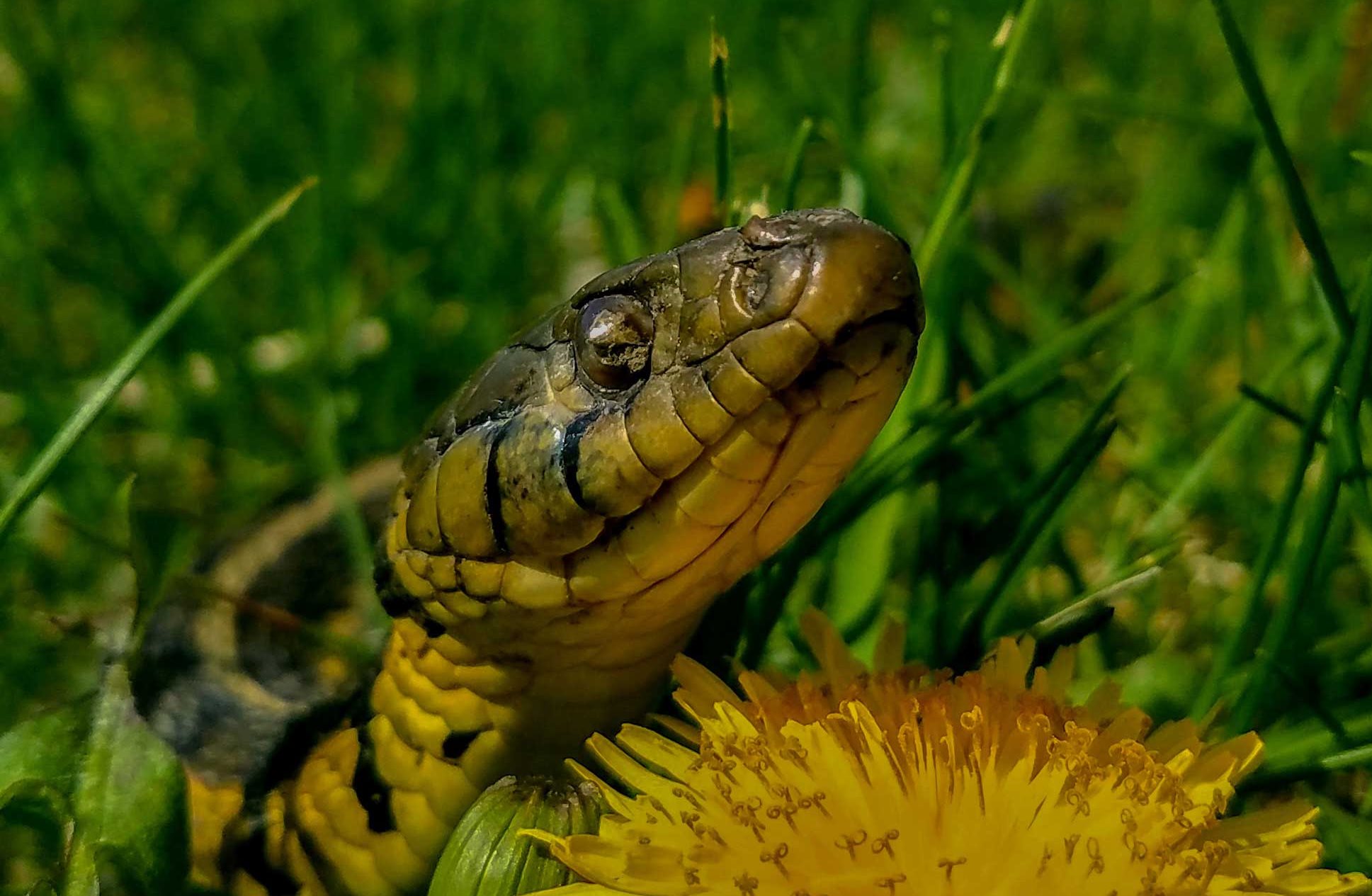 Close-up of a garter snake.