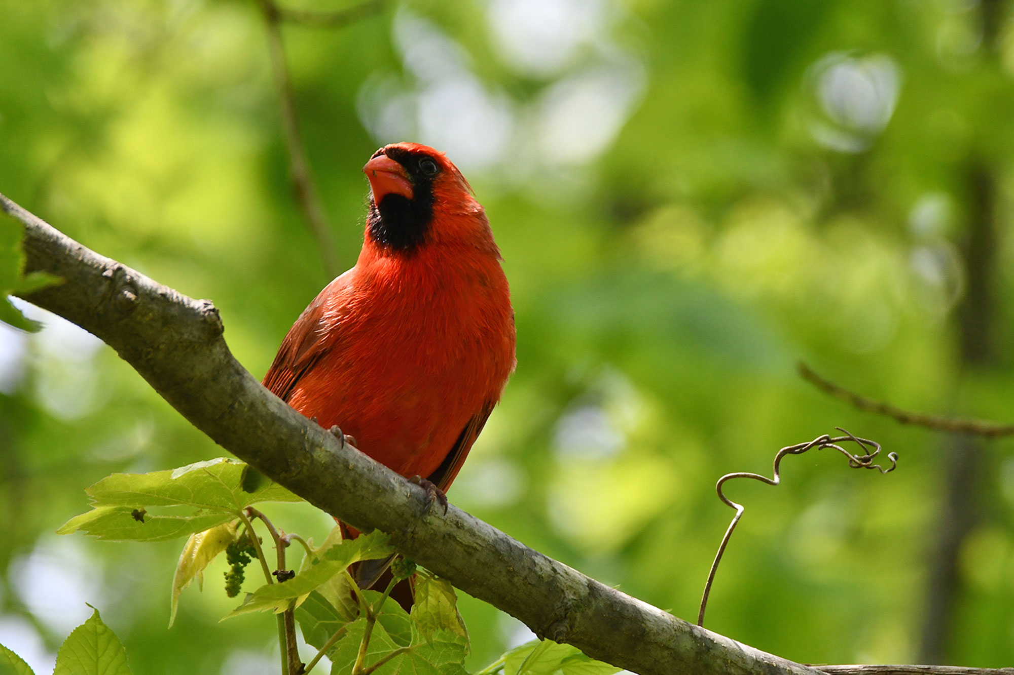 A northern cardinal in a tree