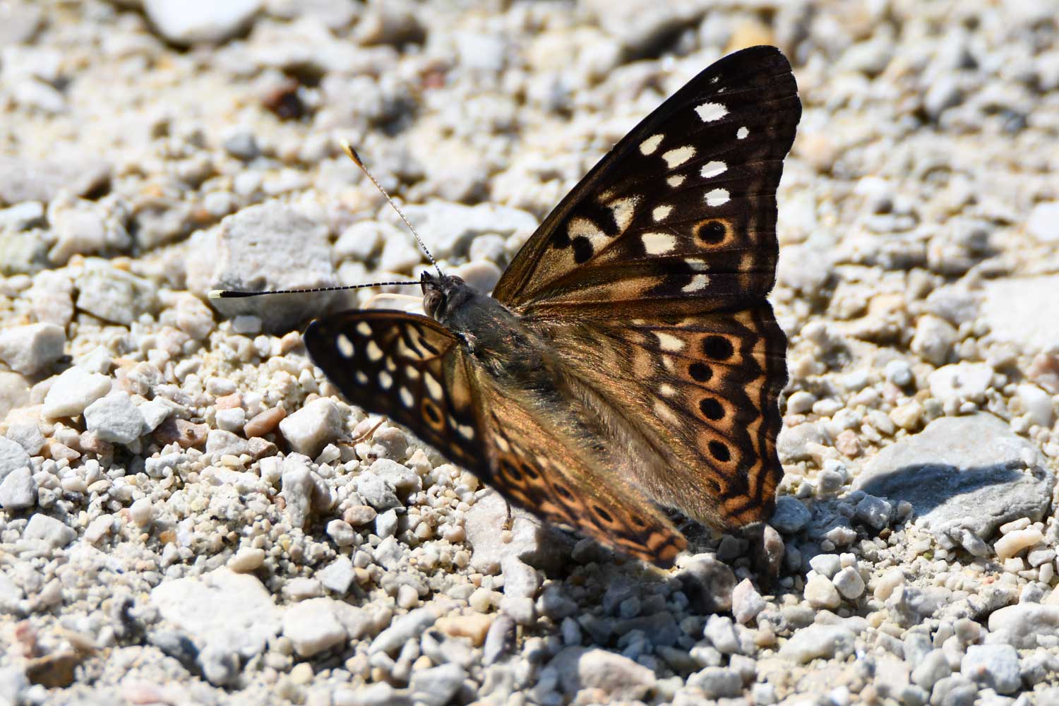 Hackberry emperor butterfly on gravel.