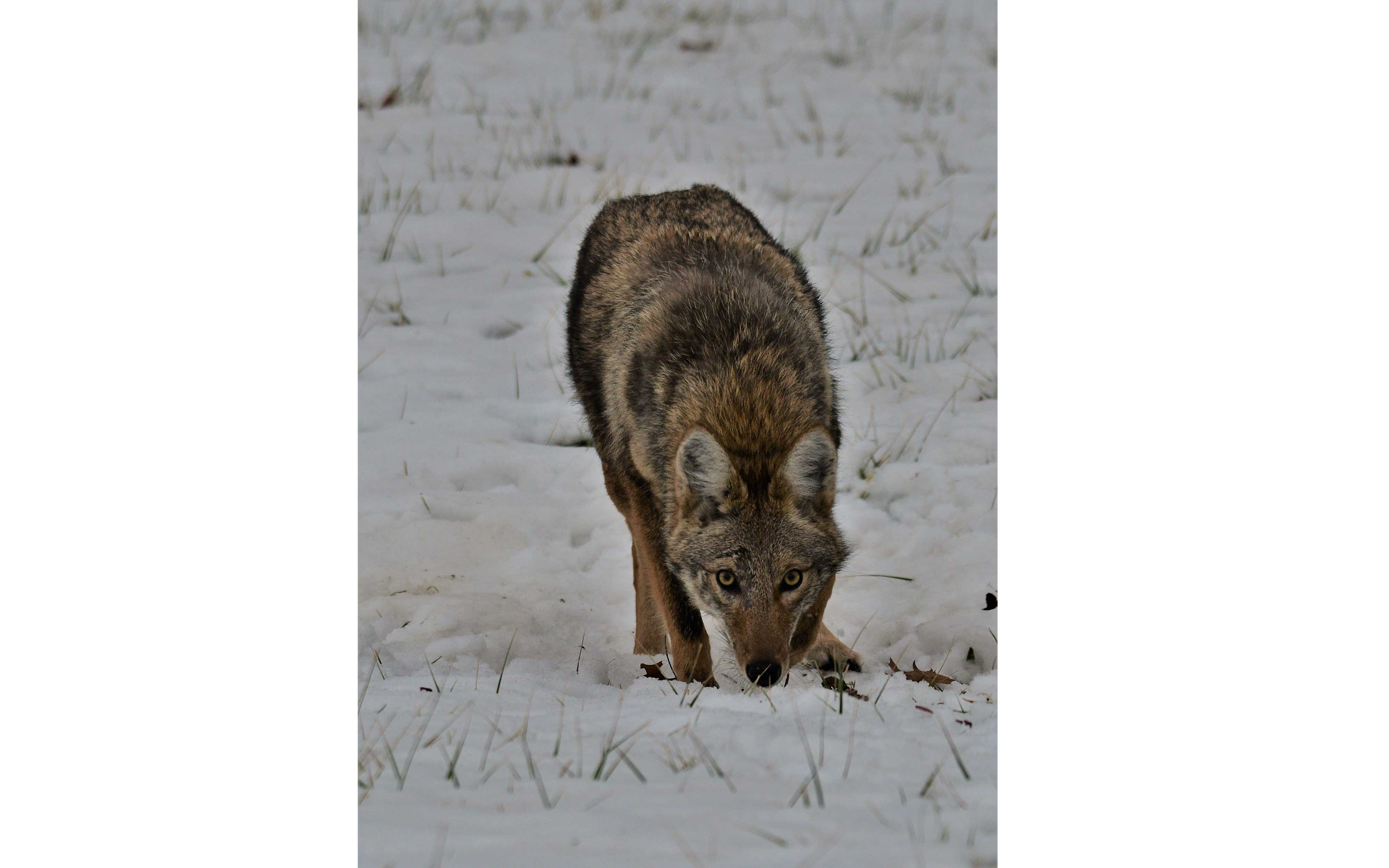 Coyote walking in a snowy field