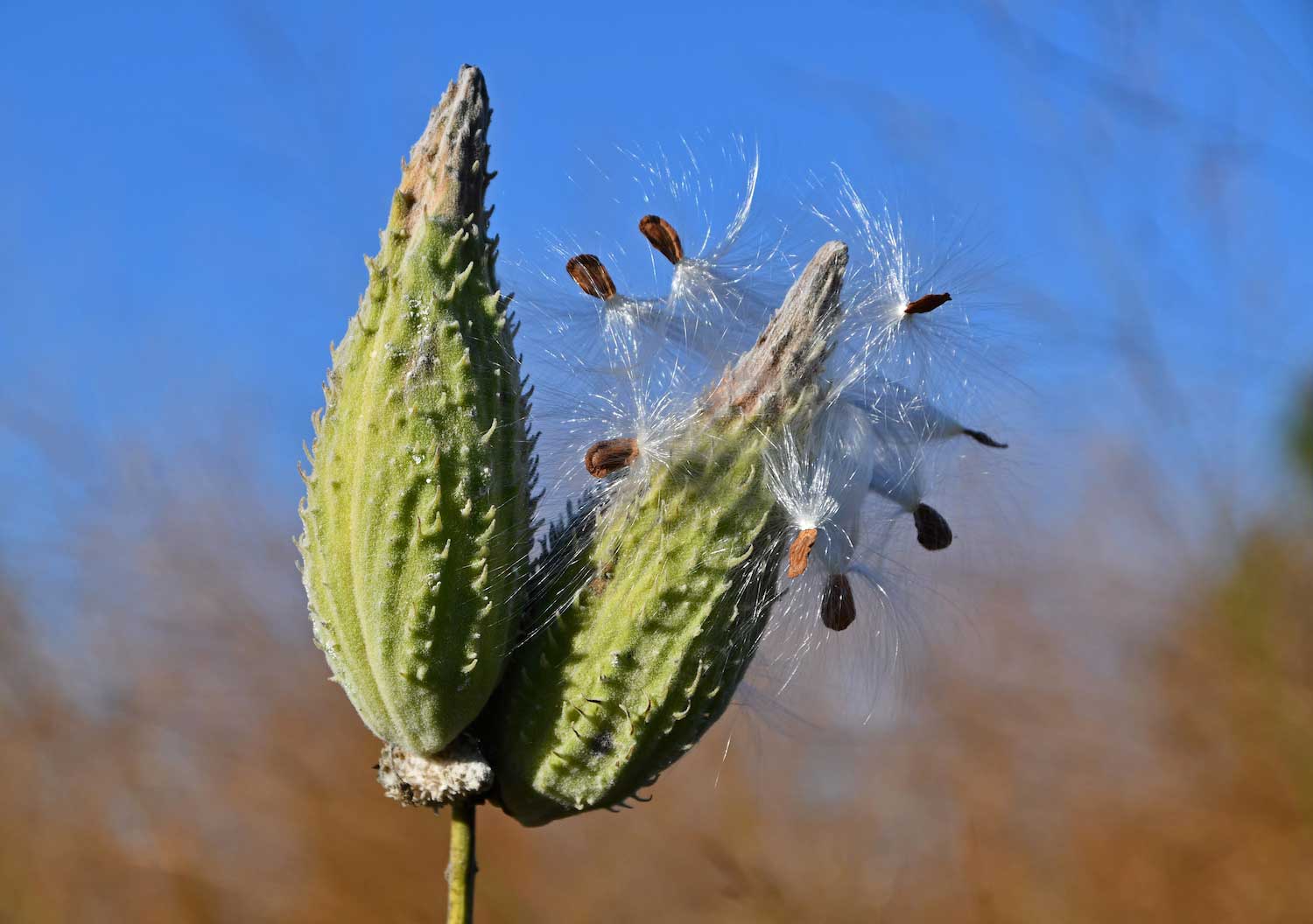 Milkweed seeds on the floss of a milkweed pod.