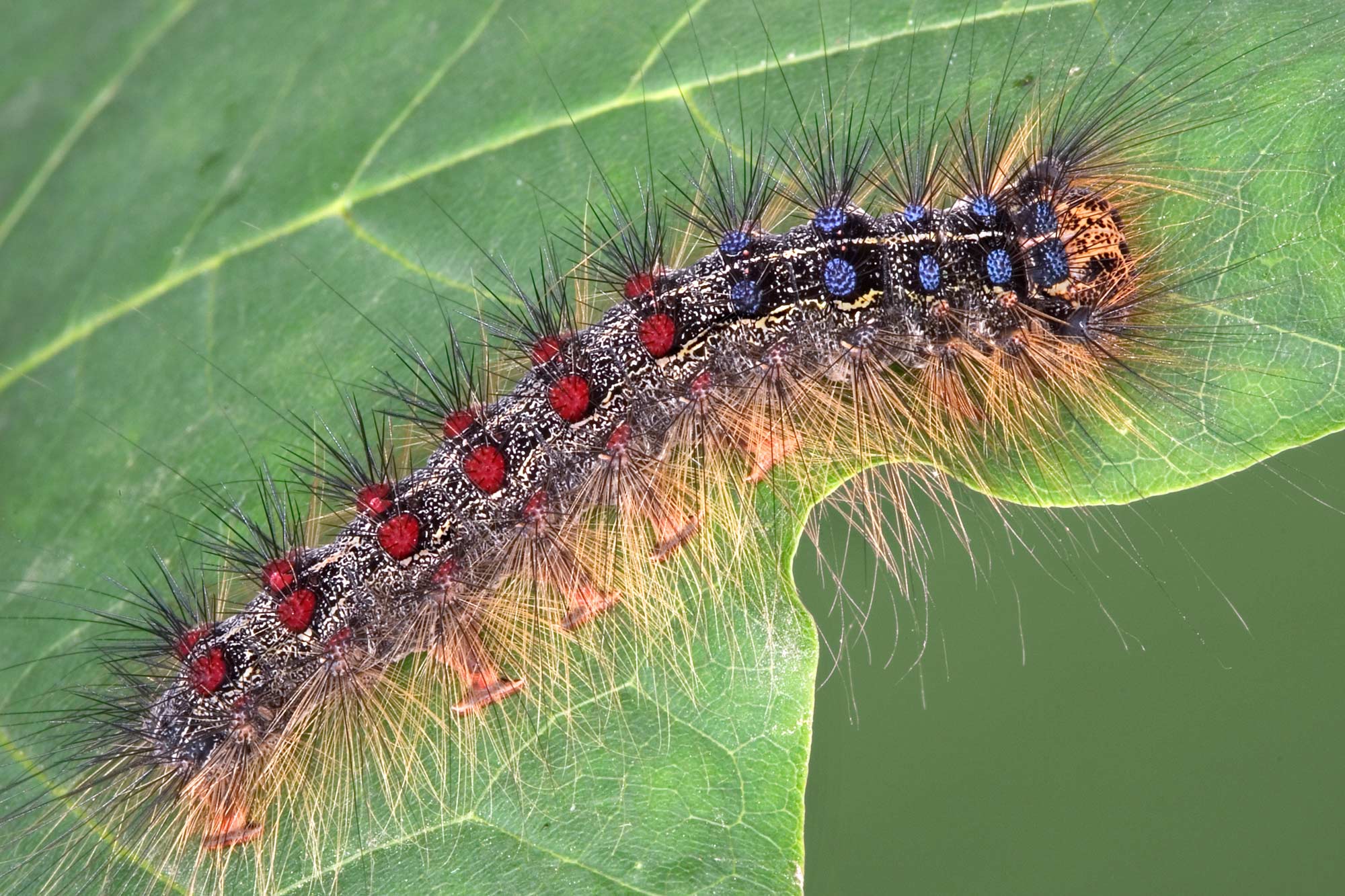 A spongy moth caterpillar on a leaf.