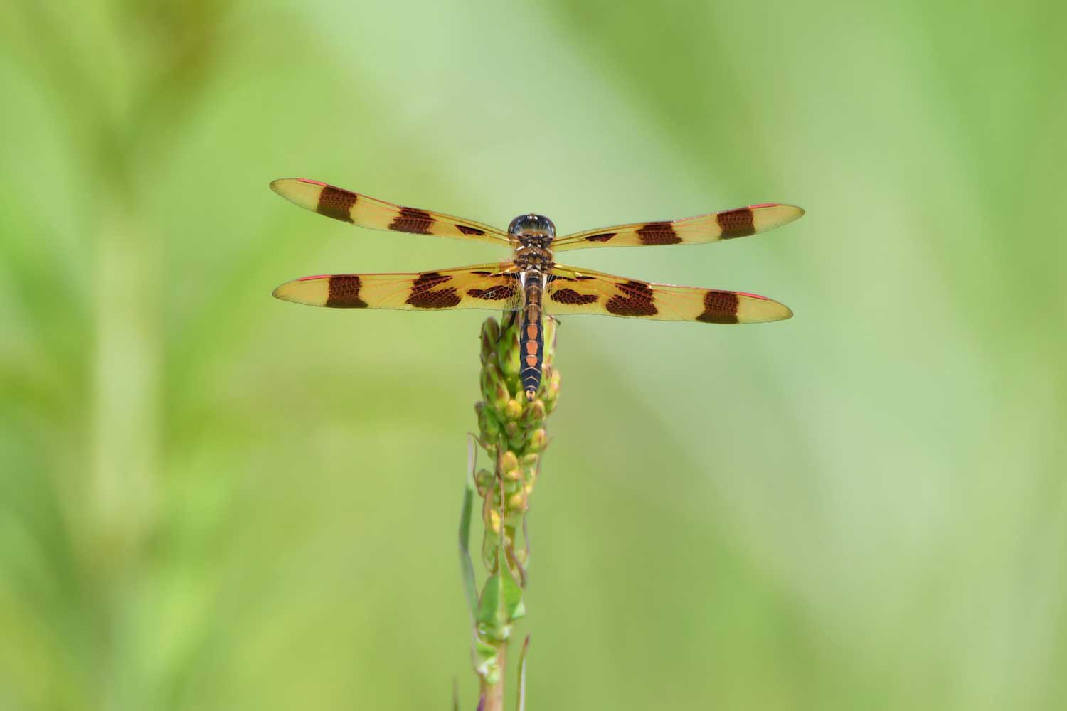 A dragonfly perched atop vegetation.
