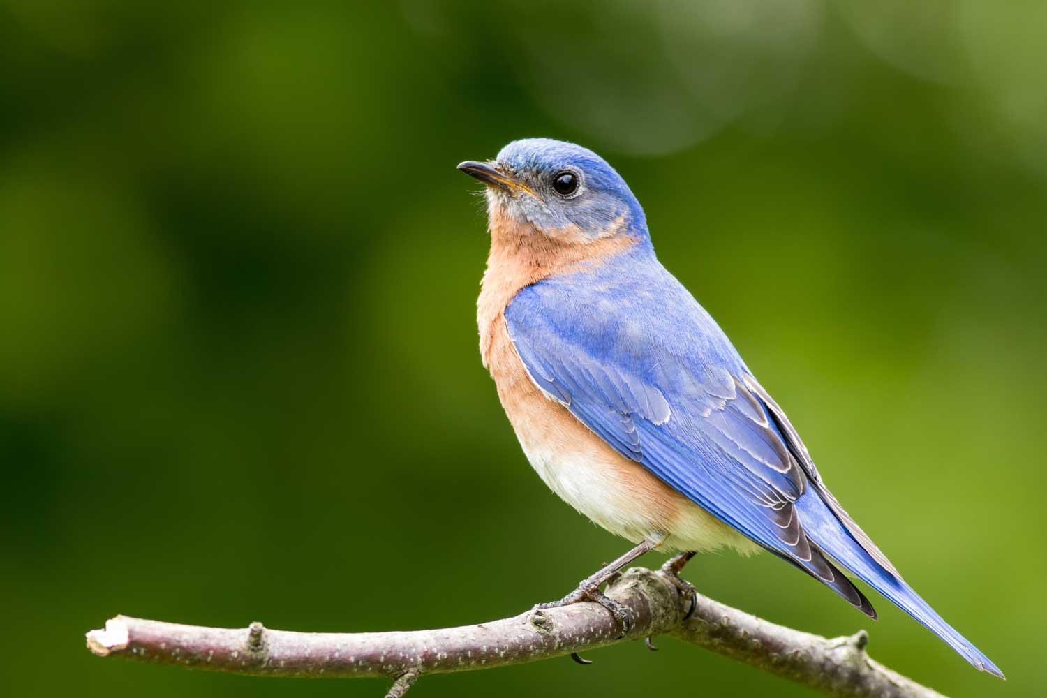 Not all blue birds are bluebirds: Learn the difference between our blue-hued  birds