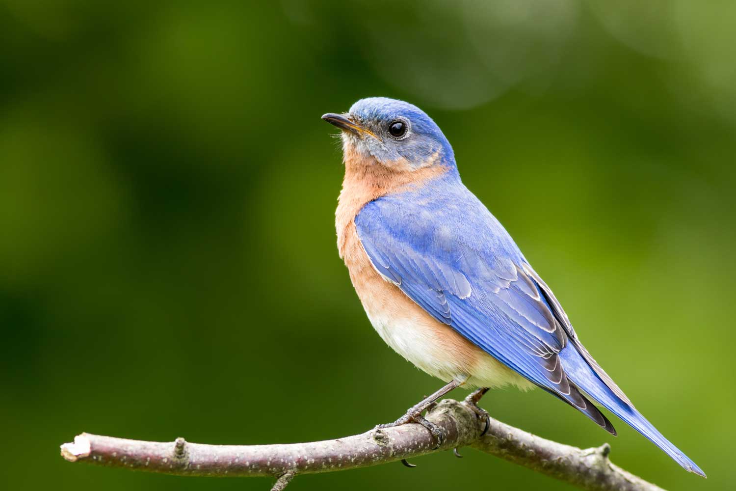 Eastern bluebird perched on a branch.