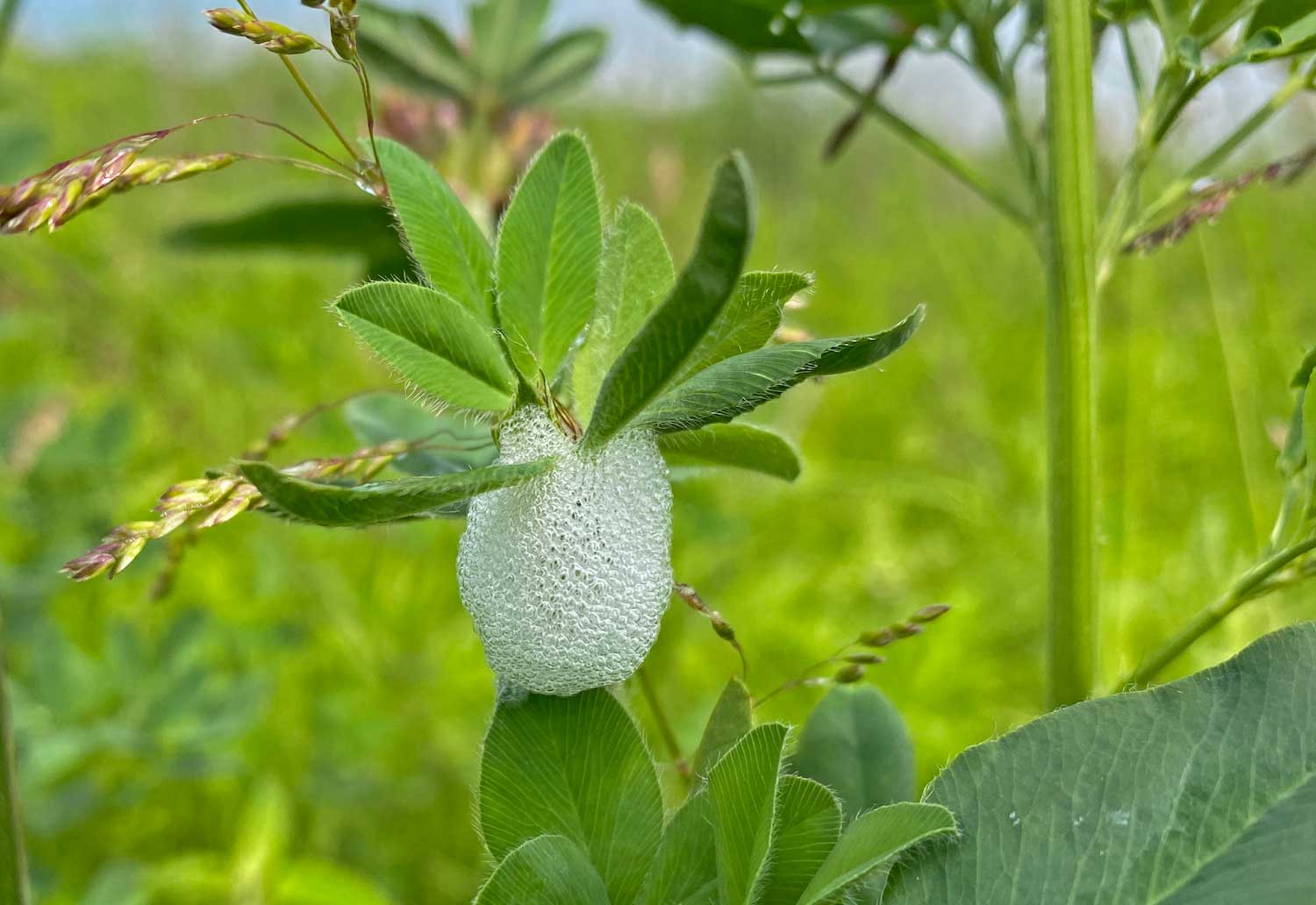 The bubbles from a spittlebug on a plant stem along a trail.