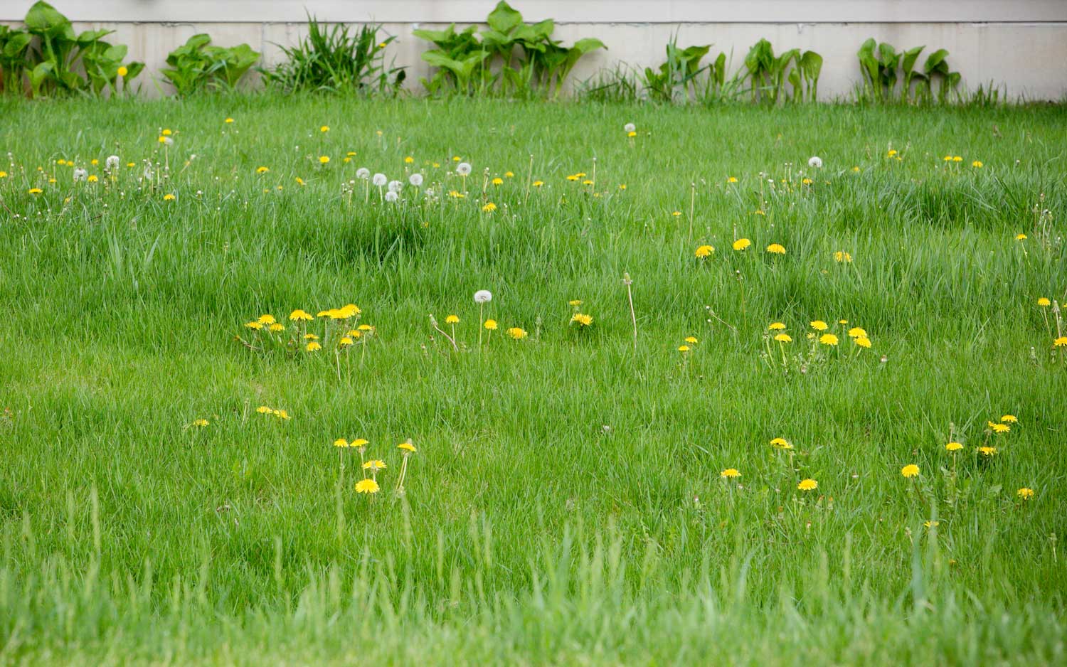 A green lawn dotted with dandelions.