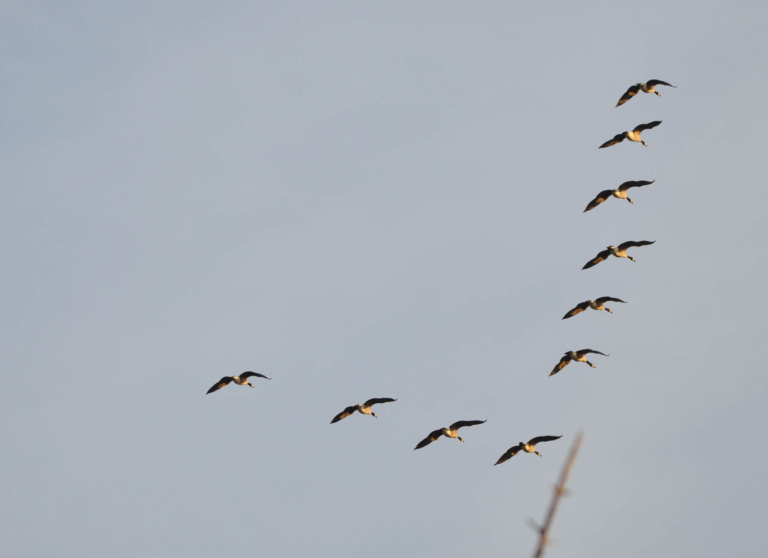 Birds flying in a V formation