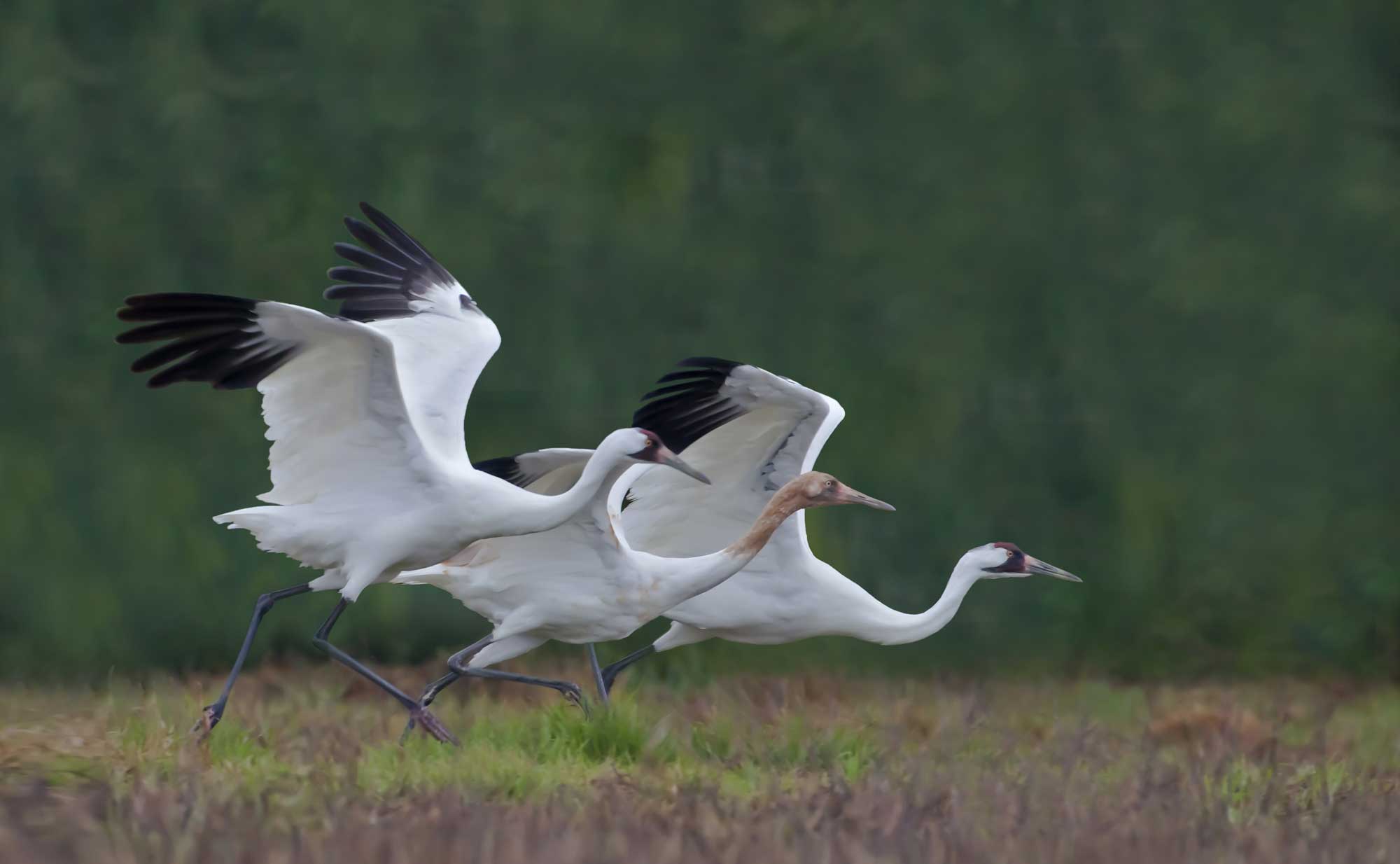 A trio of whooping cranes flying over a wetland.