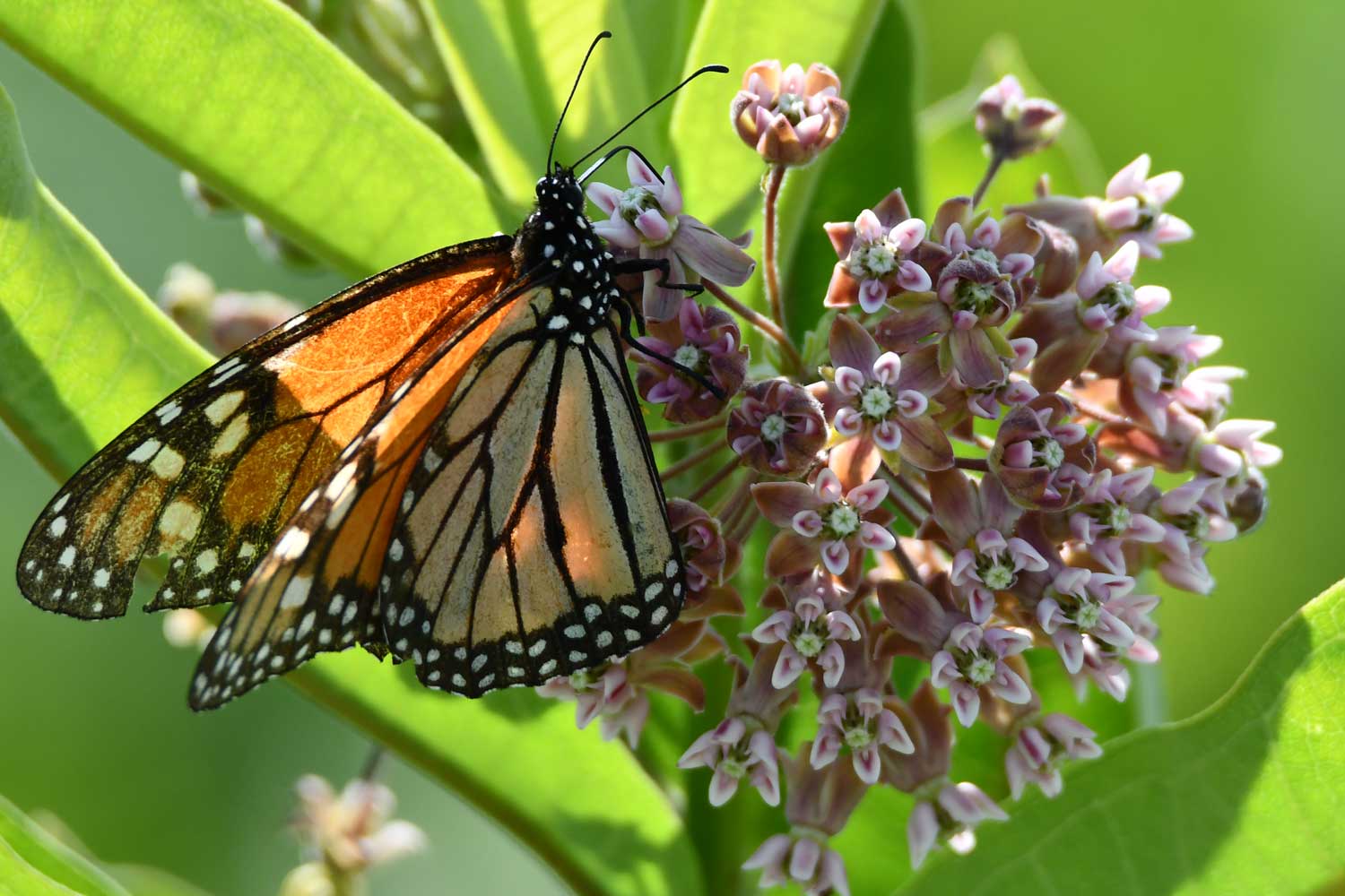 Monarch butterfly perched on milkweed.