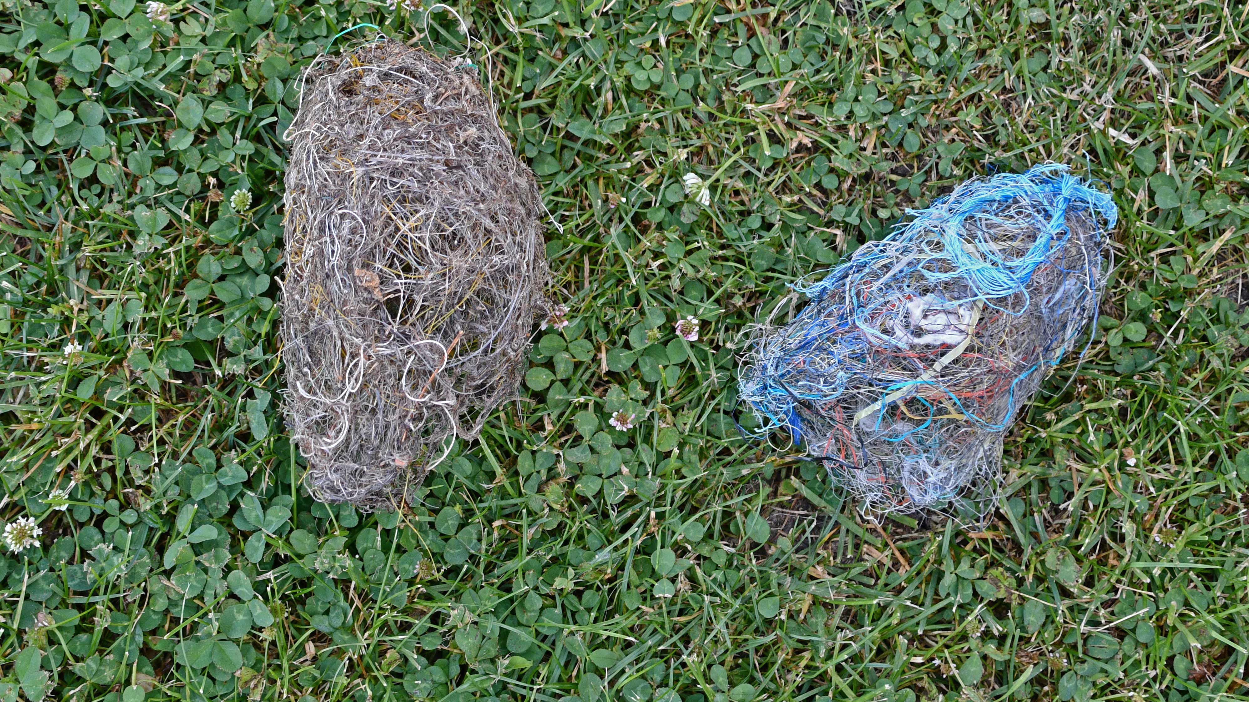 Two Baltimore orioles' nests on the ground.