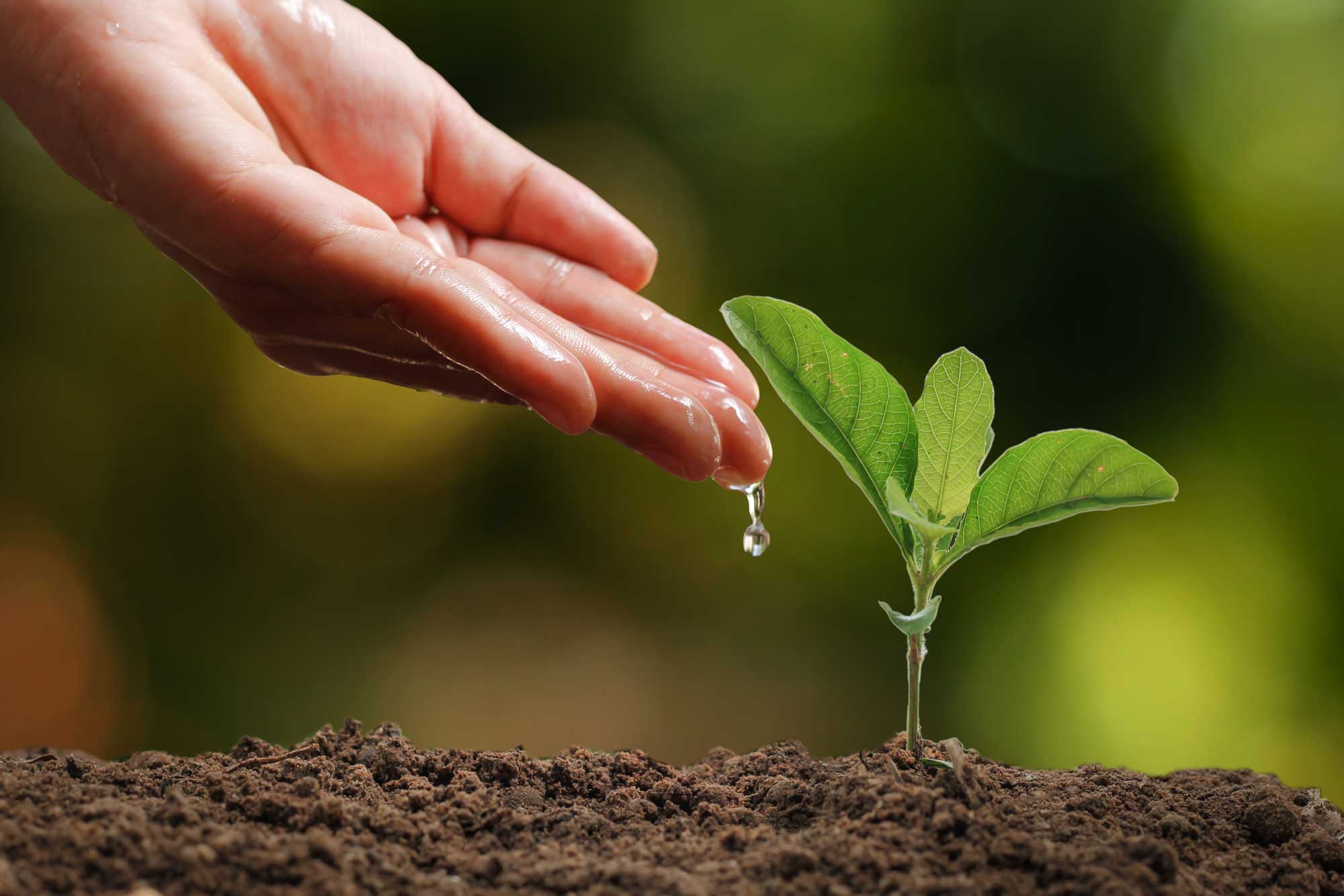 A hand drips water onto a plant.