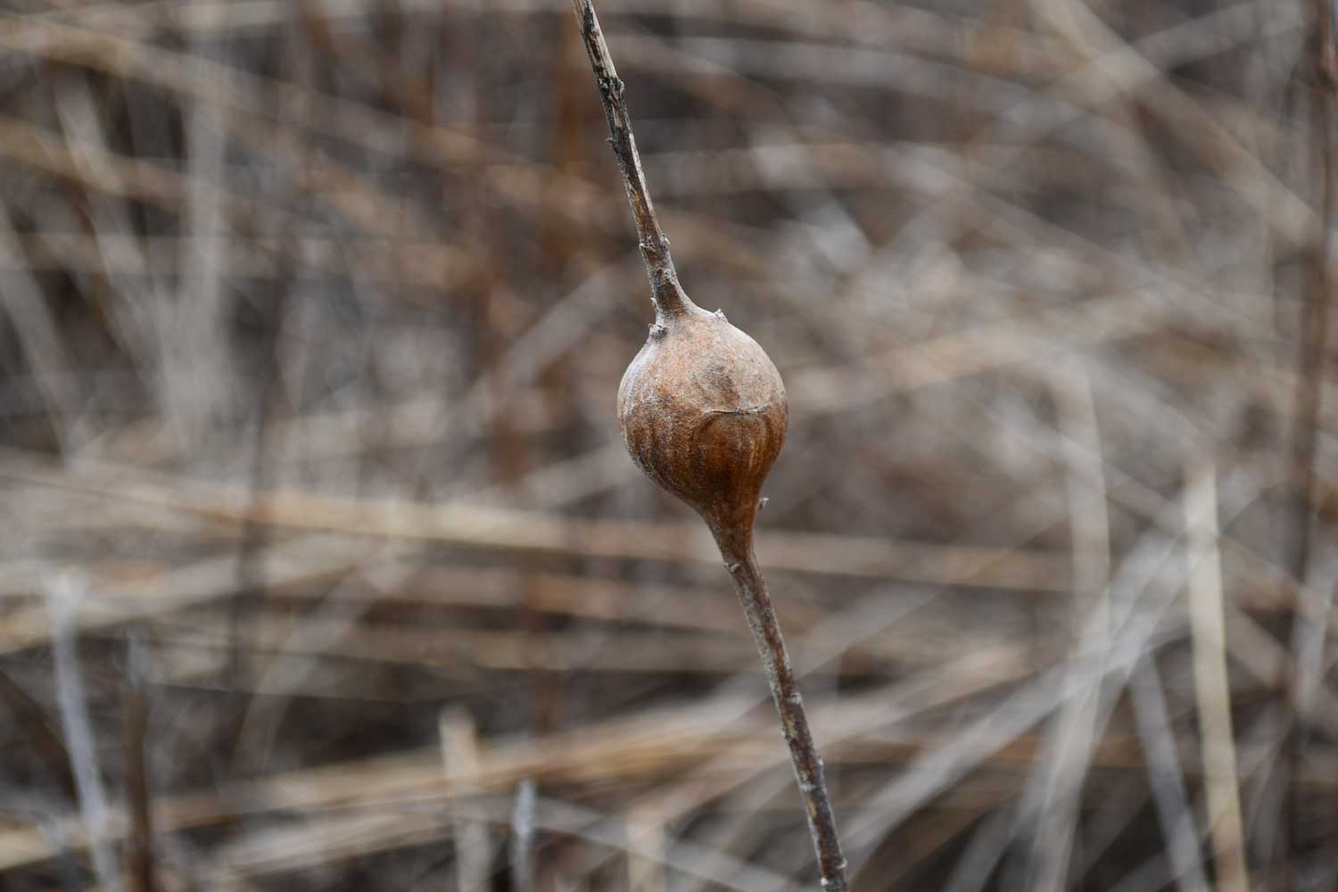 Goldenrod gall with tall grasses and vegetation in the background.