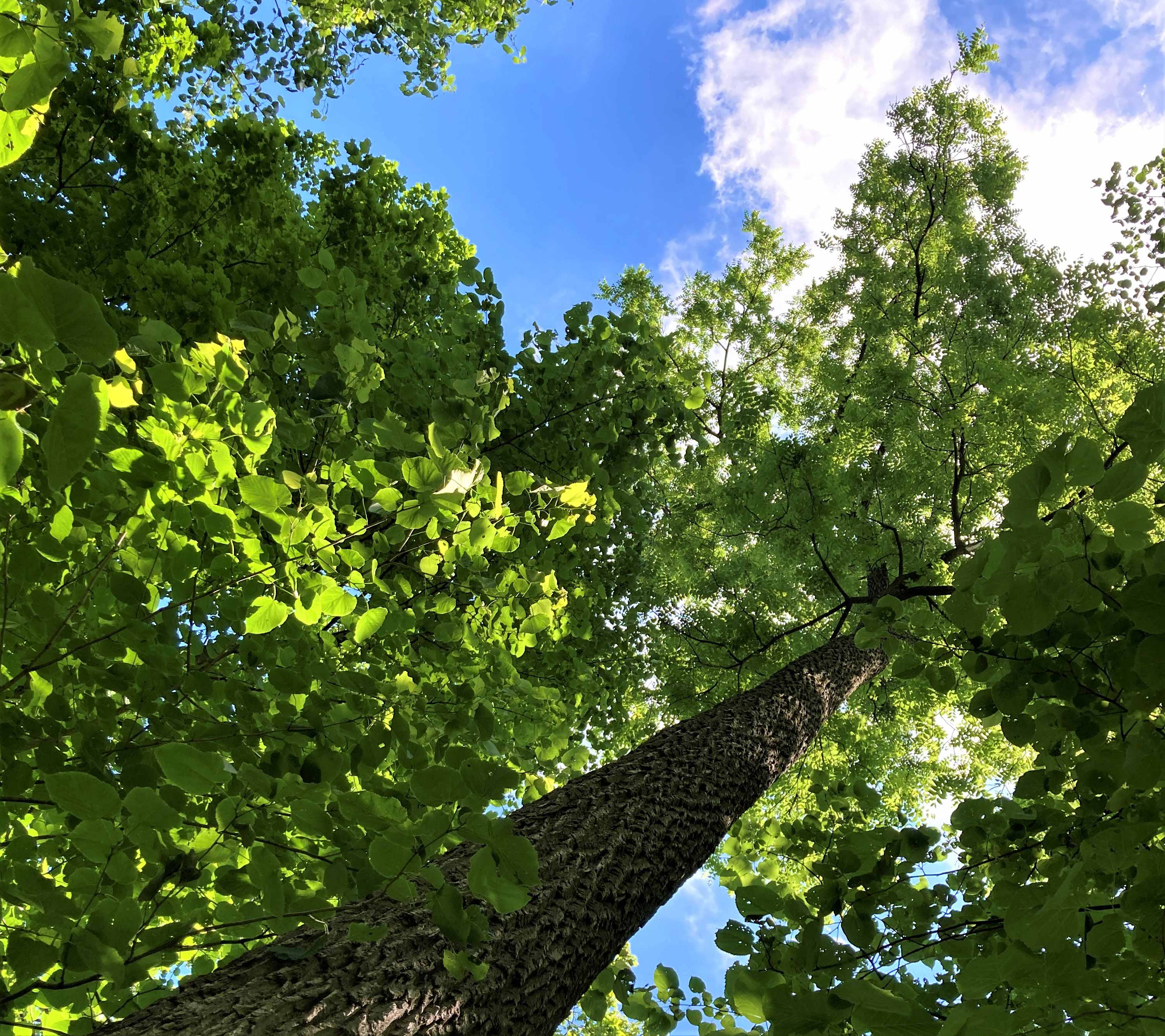 Looking up a tree at Messenger Woods.