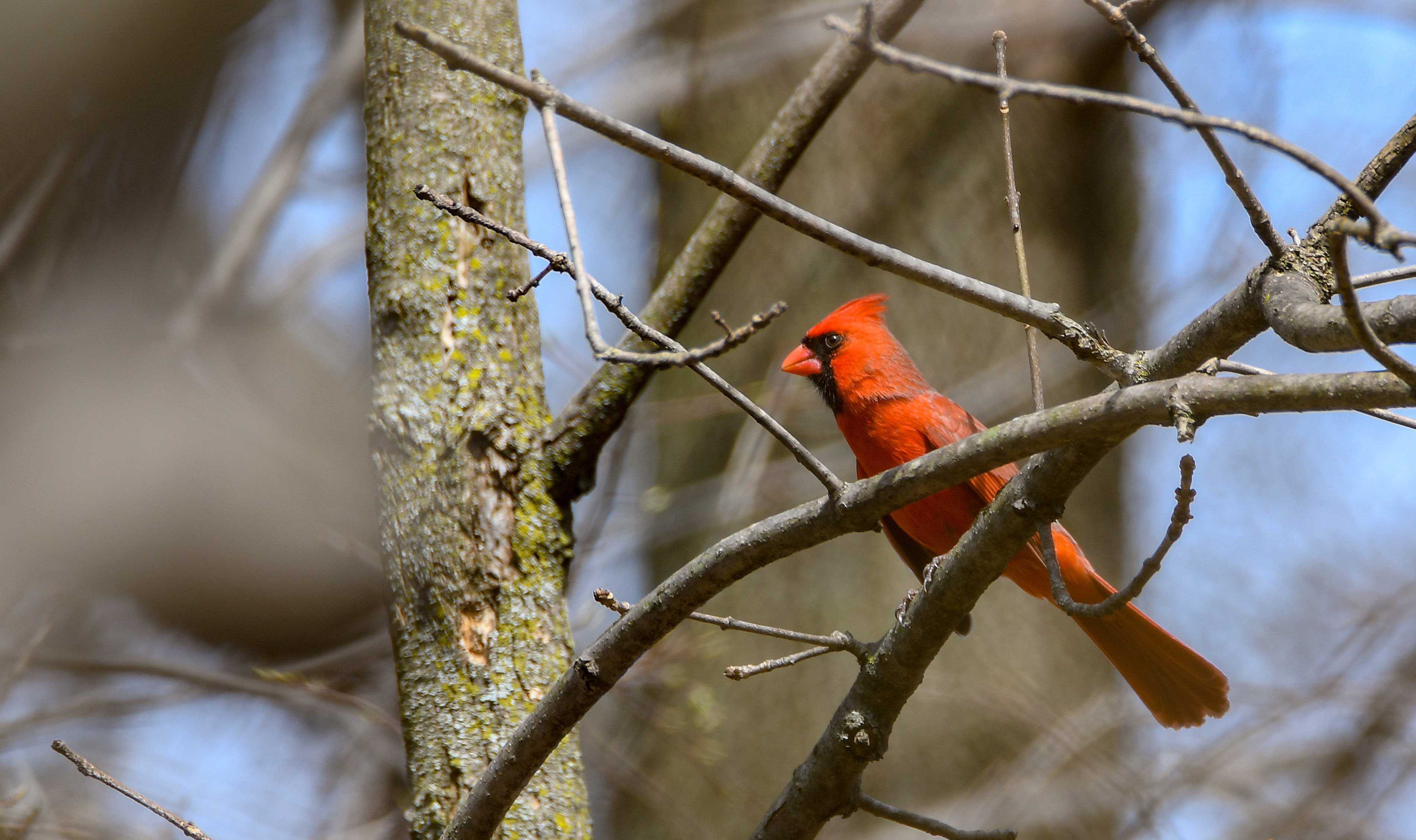 A northern cardinal on a branch.
