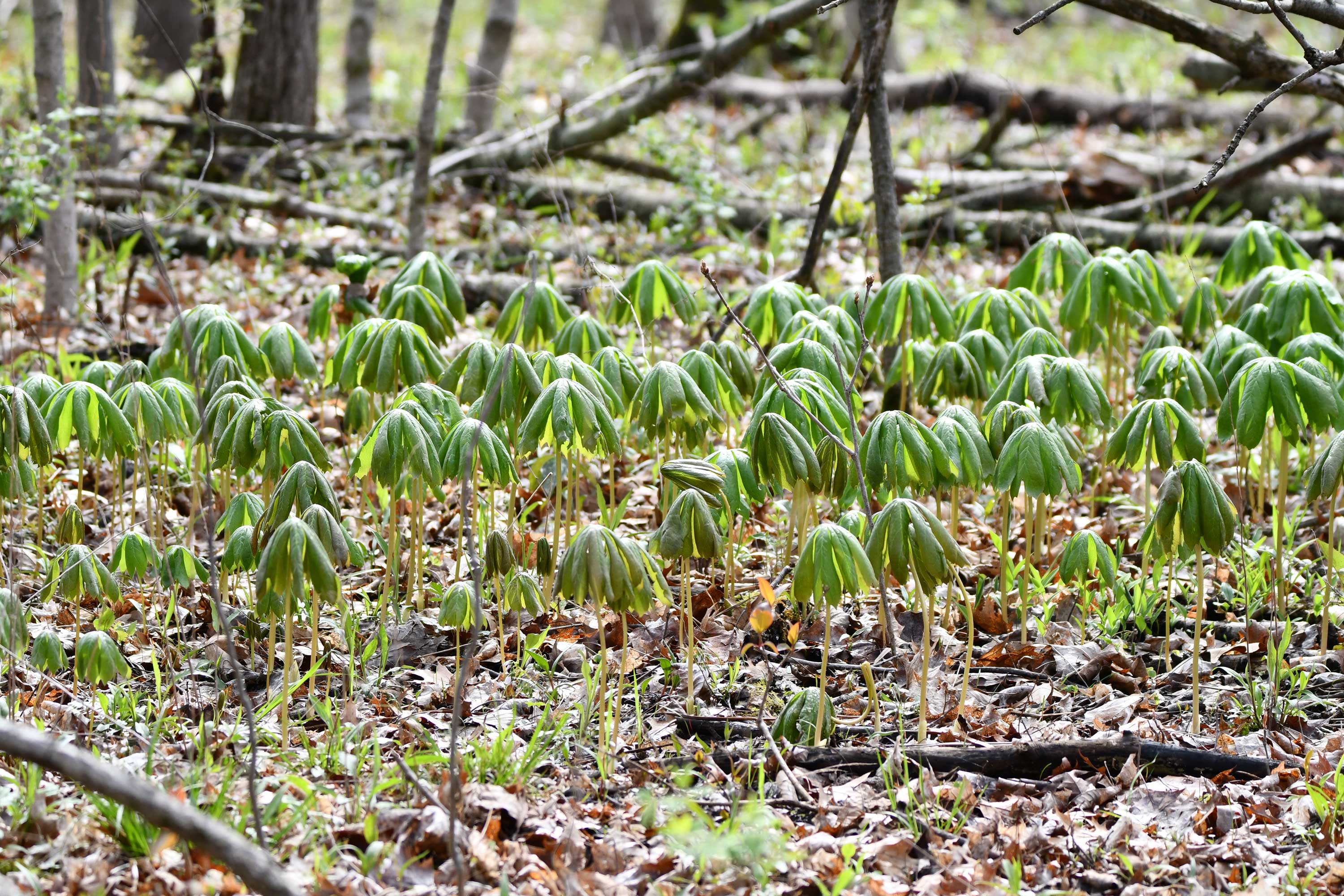 The green, umbrella-like leaves of mayapples.