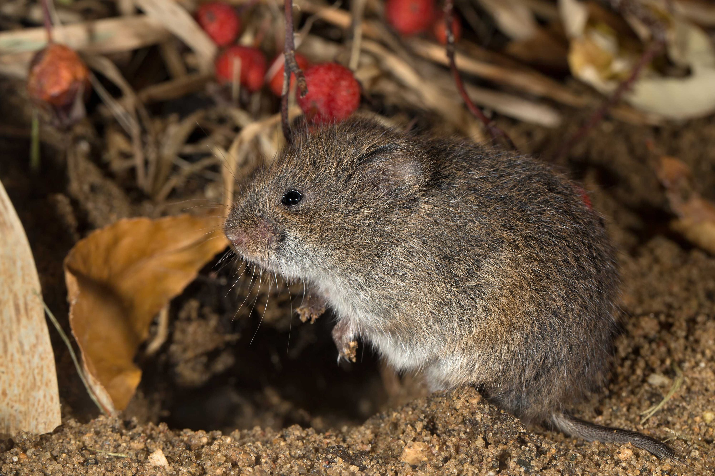 A meadow vole.