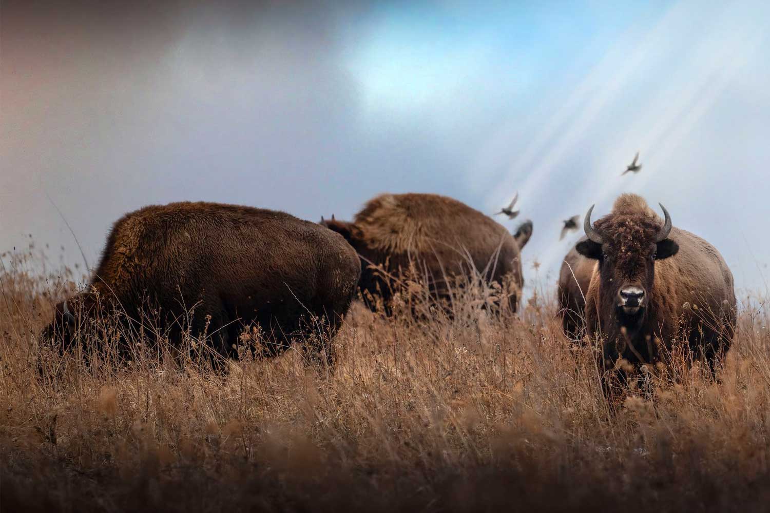 Bison on the prairie