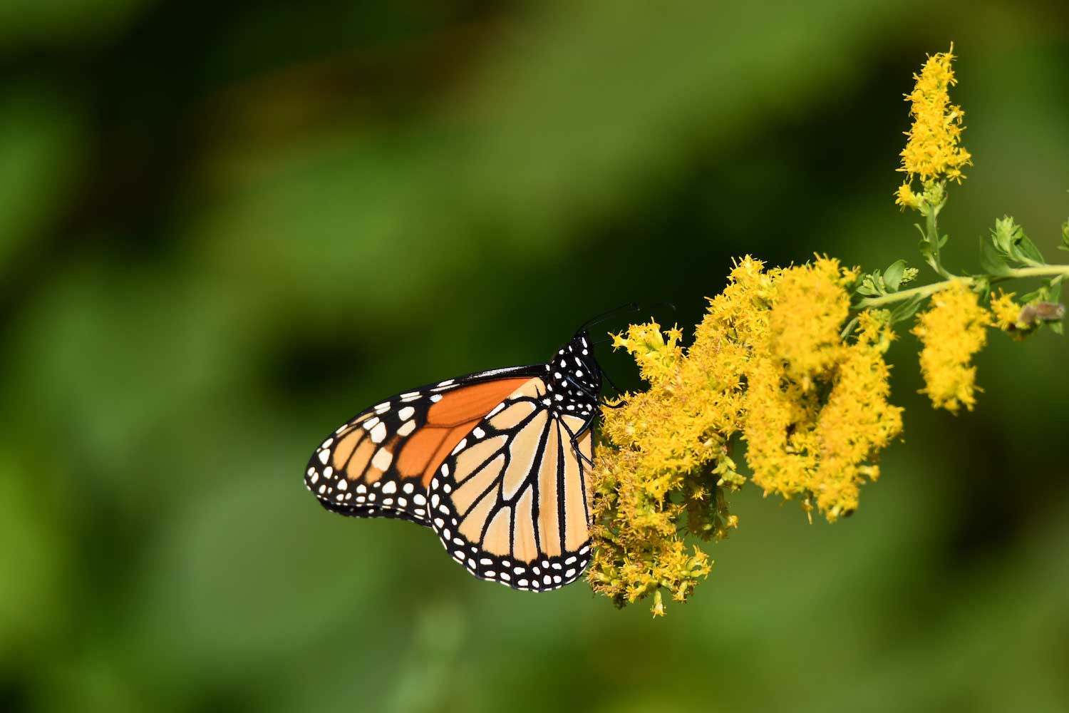 A monarch butterfly at rest on a goldenrod bloom.
