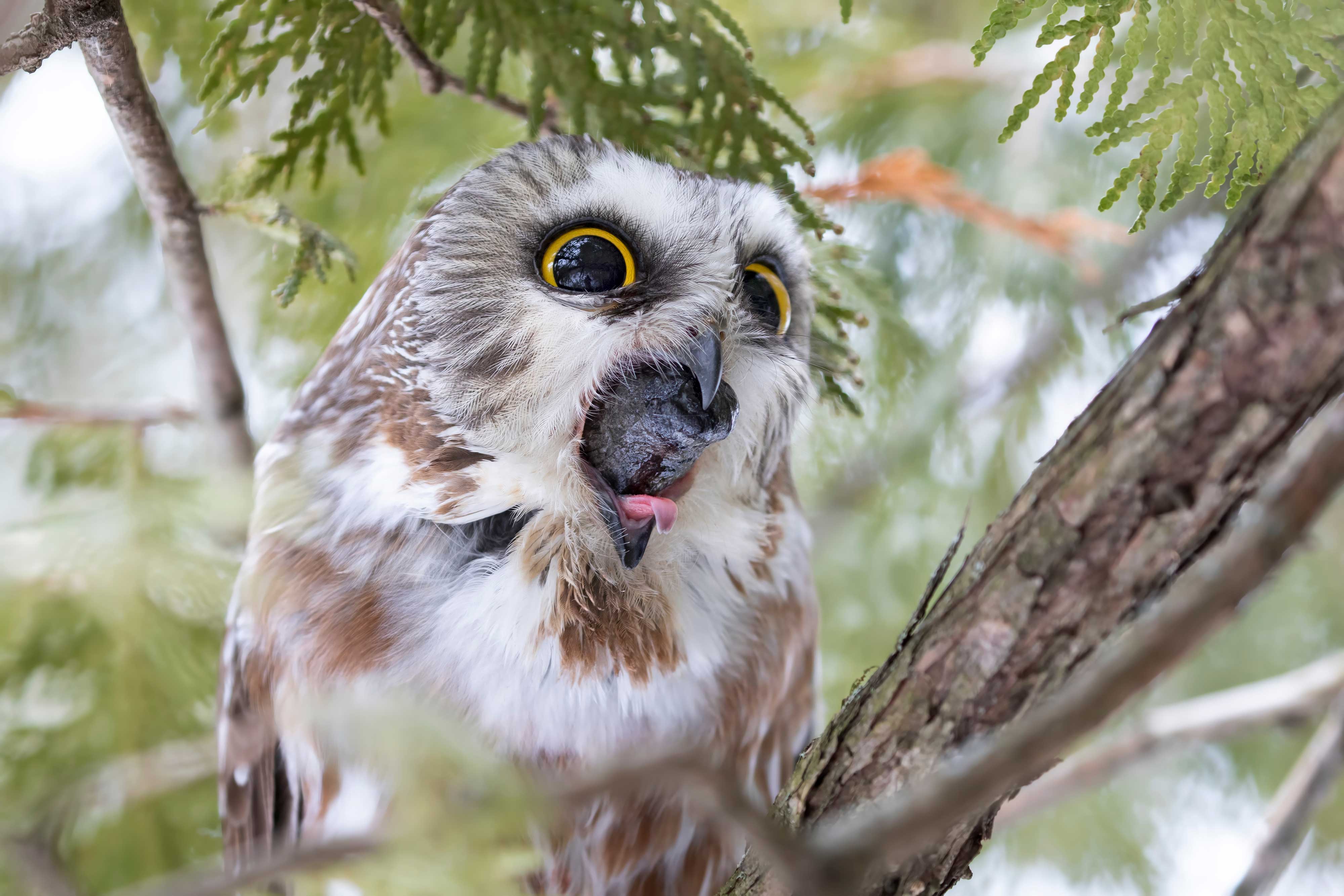 An owl regurgitating a pellet.