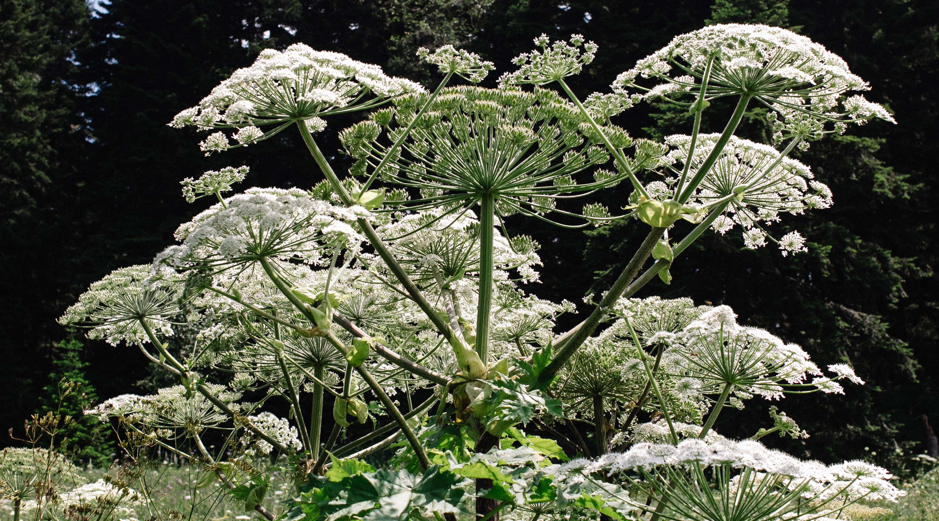 Closeup of giant hogweed.