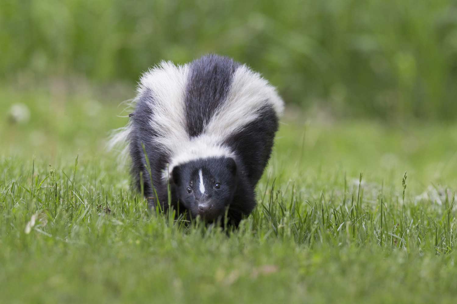 A skunk walking in the grass.
