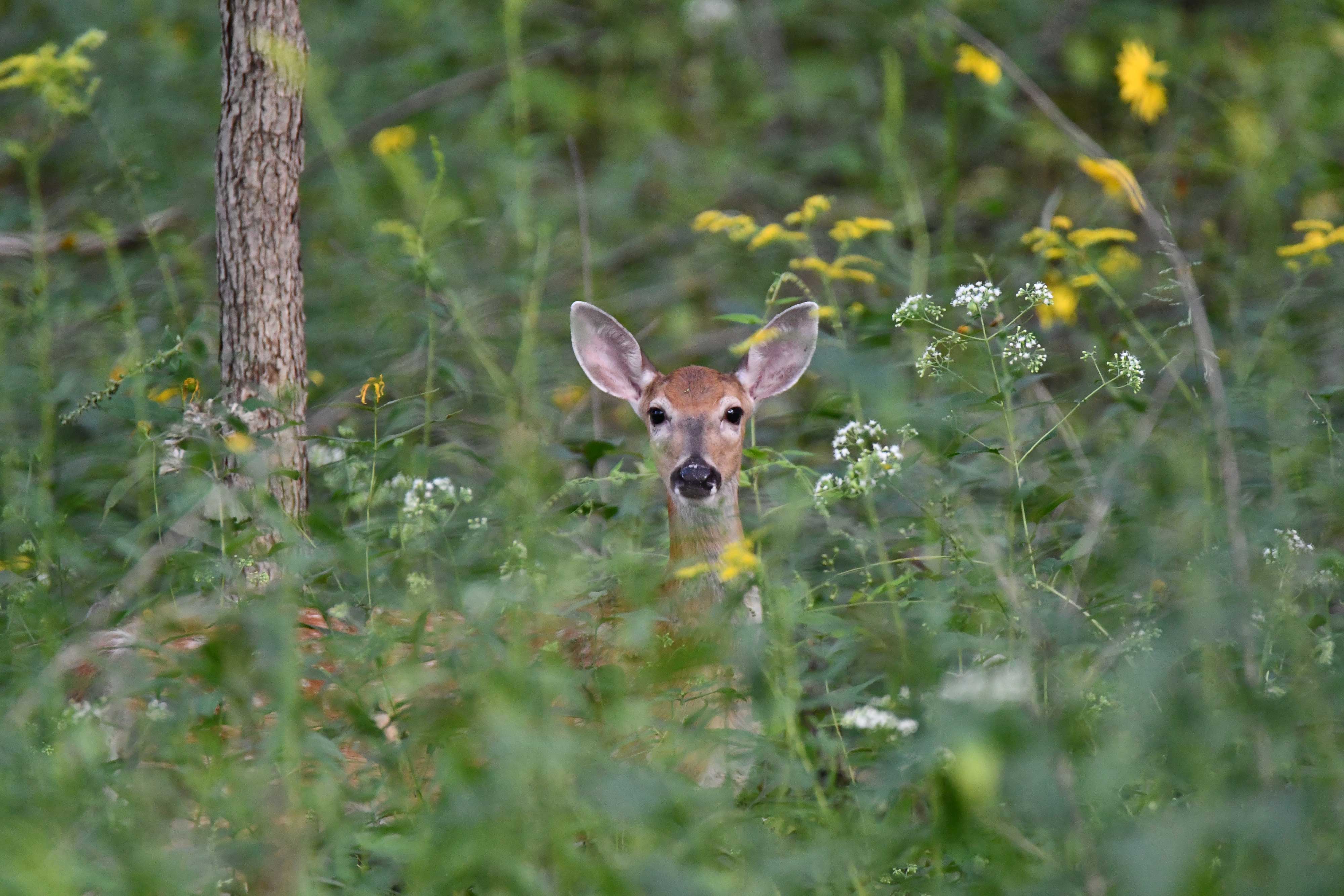 Deer peering through brush