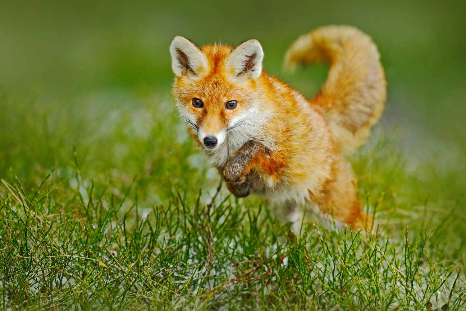 Red fox jumping in grass.