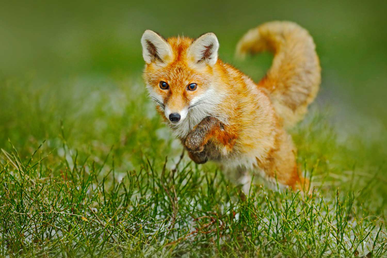 Red fox jumping in grass.