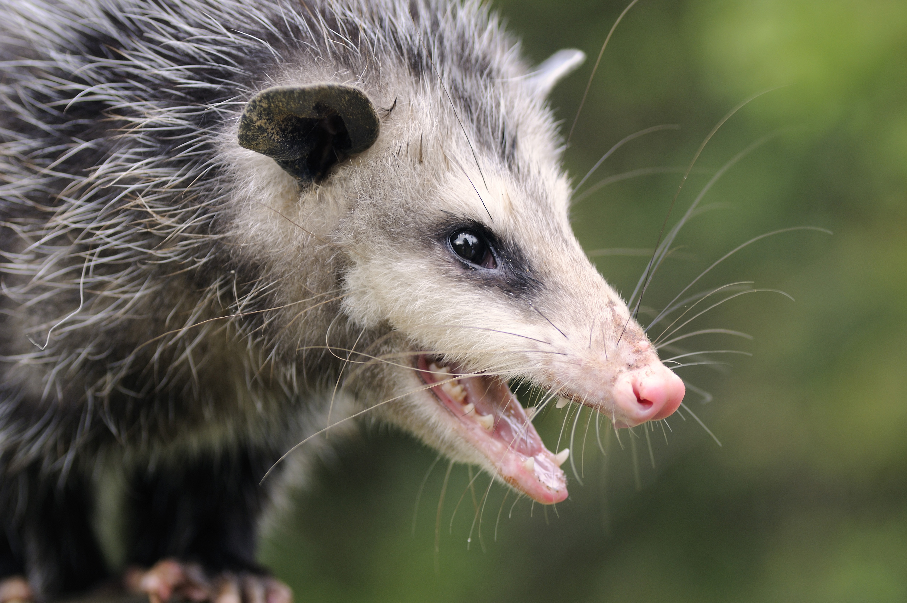 An opossum with its mouth open.